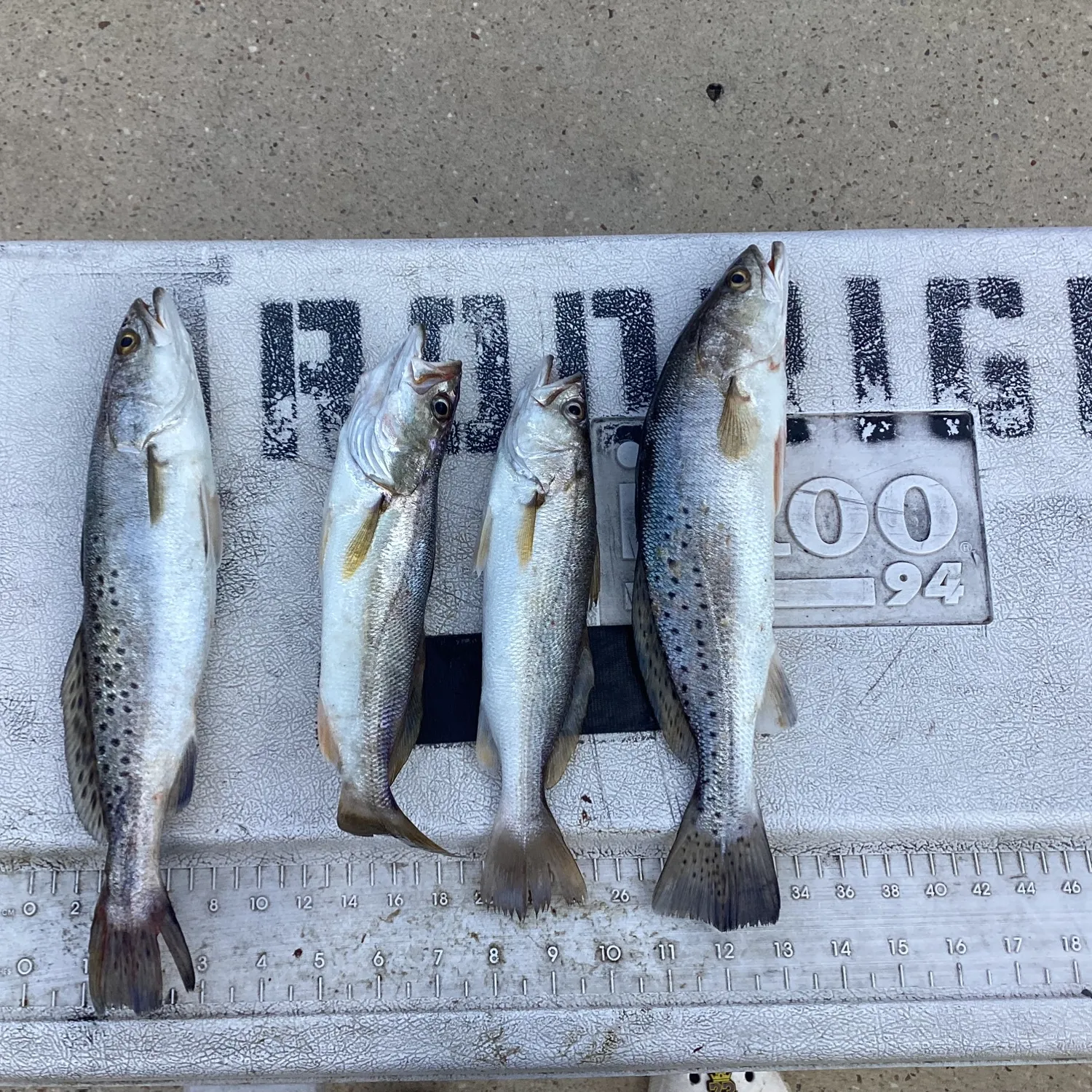 recently logged catches