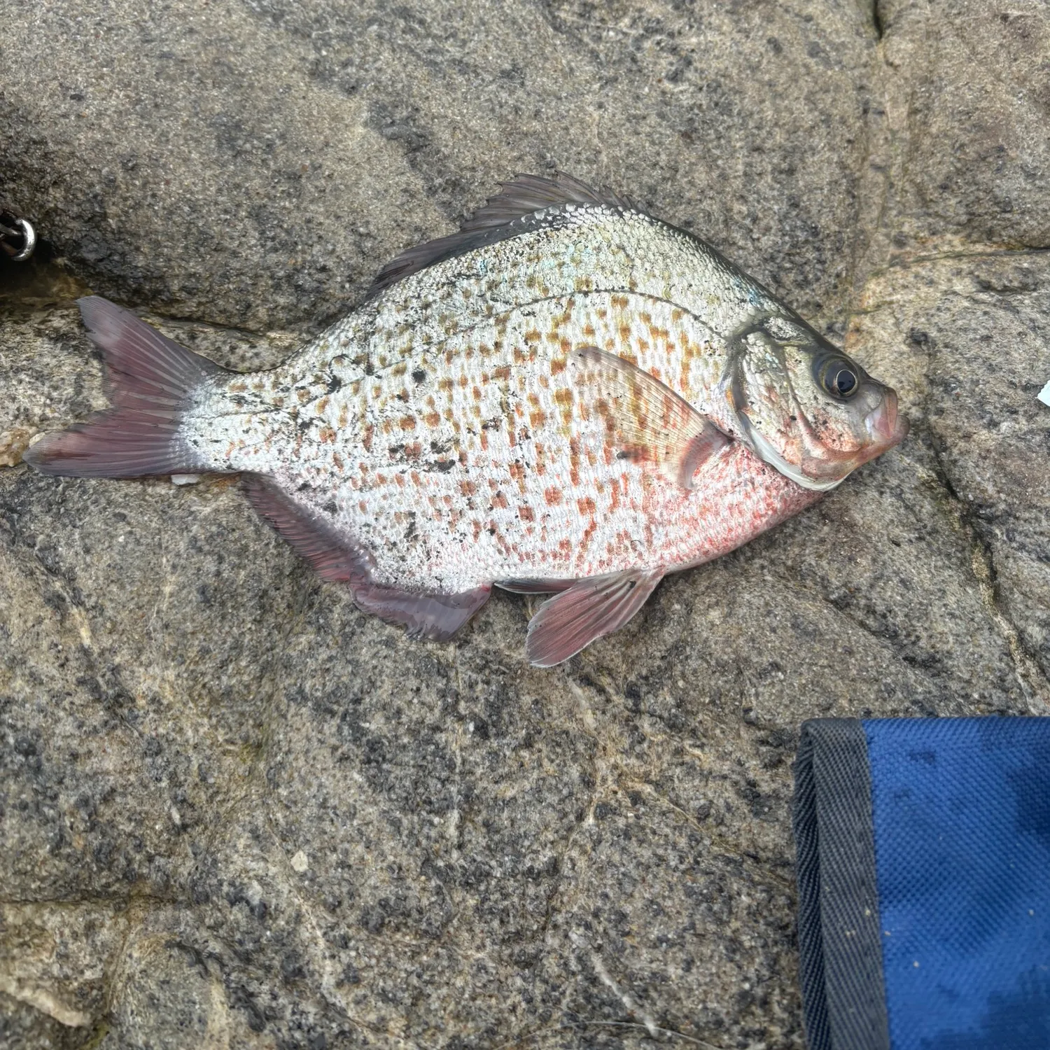 The most popular recent Redtail surfperch catch on Fishbrain