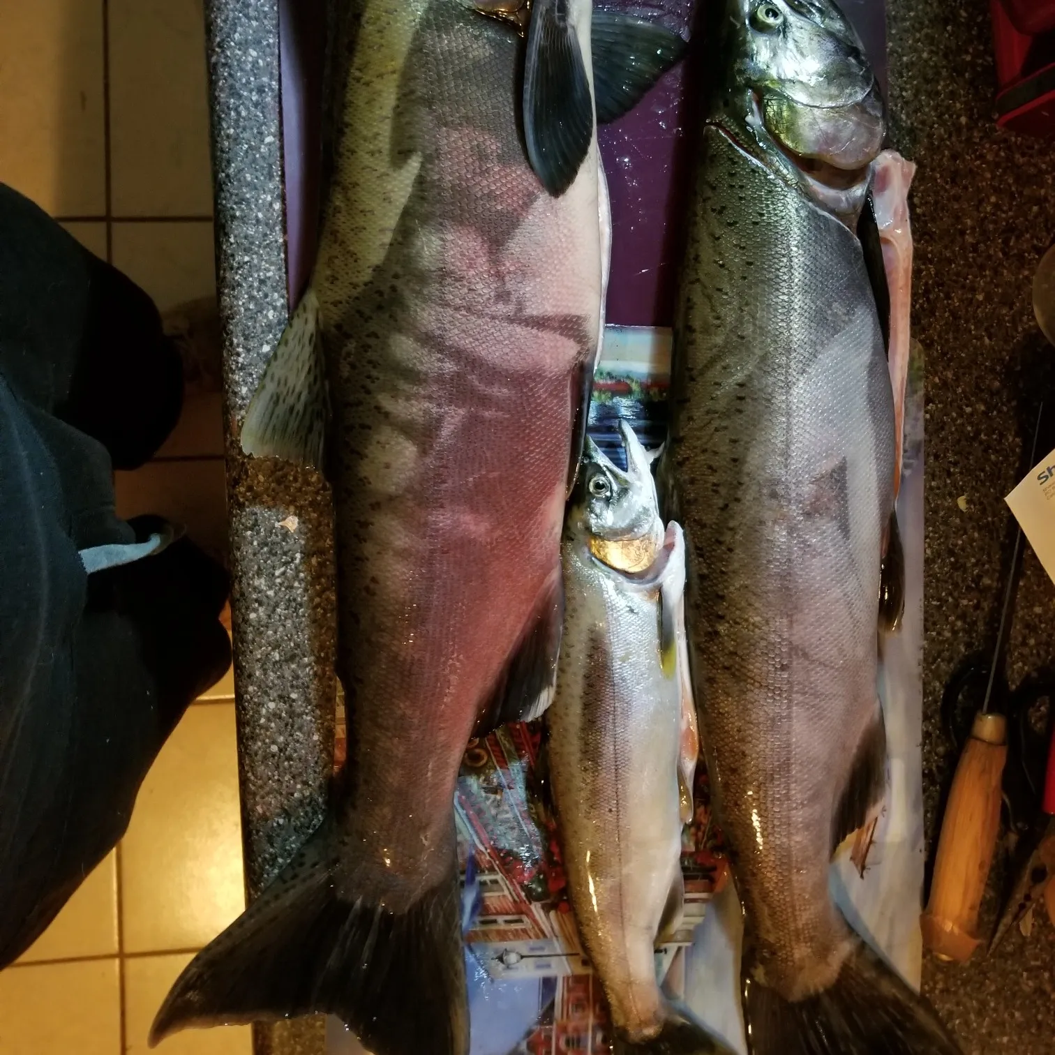 recently logged catches