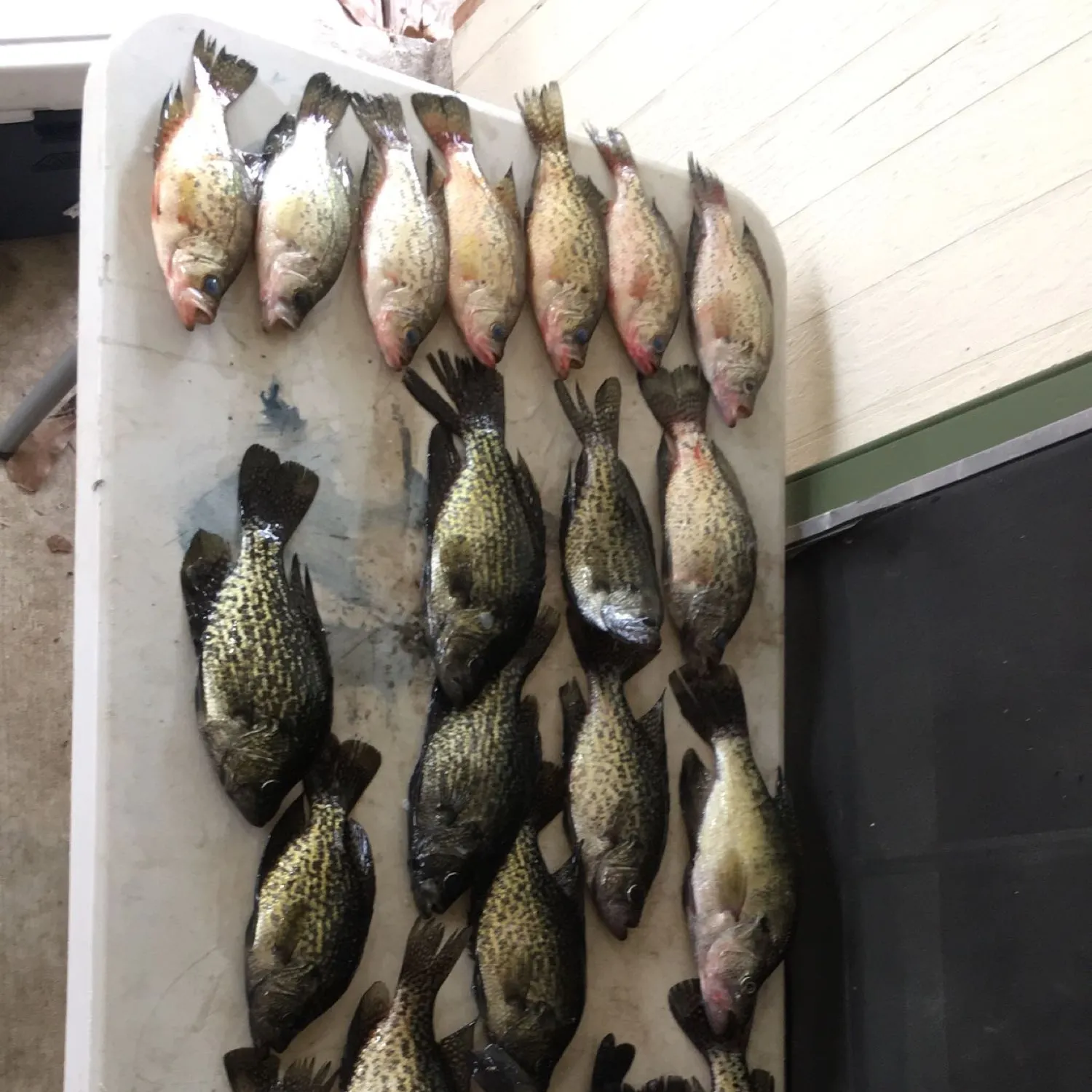 recently logged catches