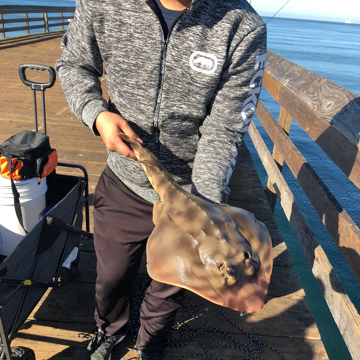 The most popular recent Pacific shovelnose guitarfish catch on Fishbrain