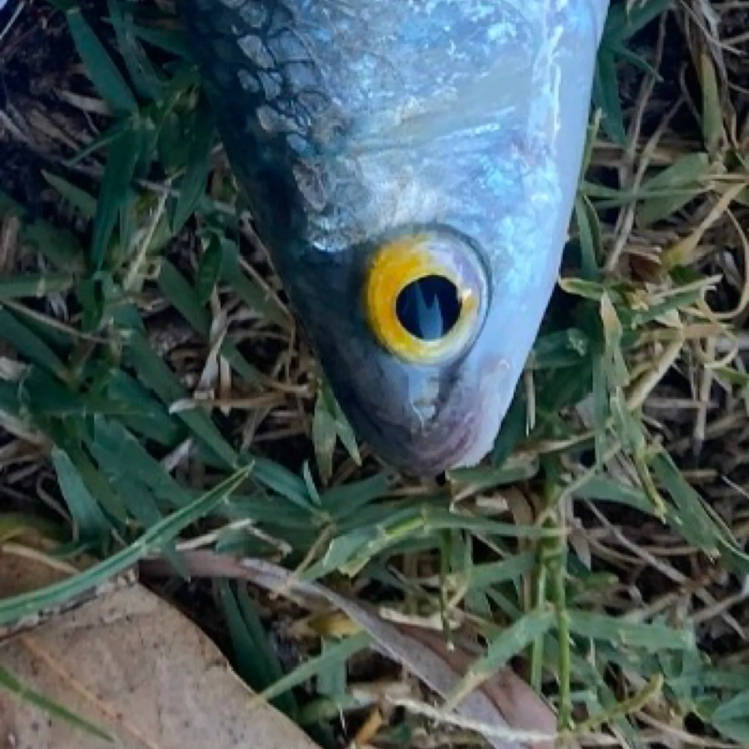 The most popular recent Australian grayling catch on Fishbrain