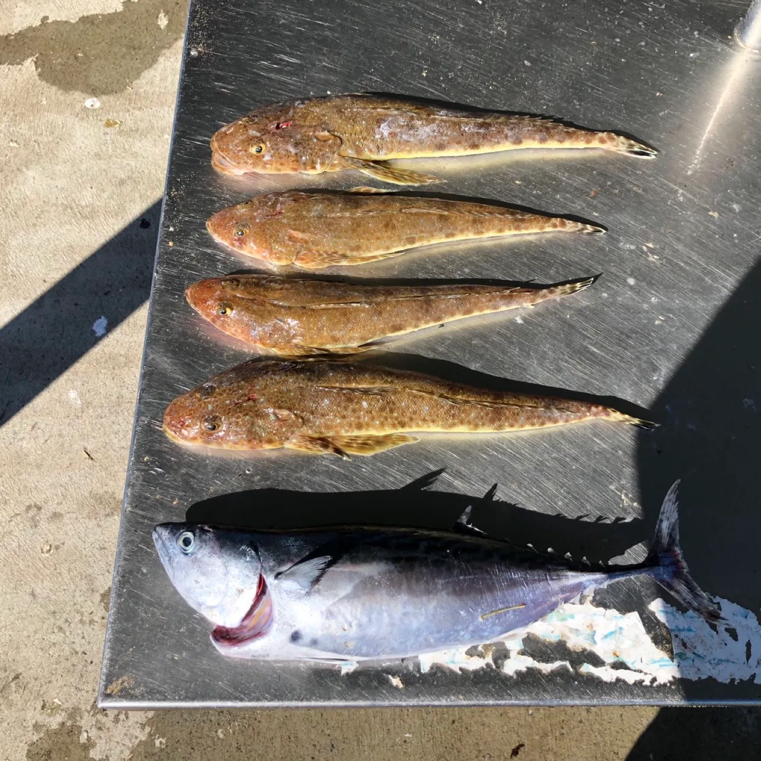 recently logged catches