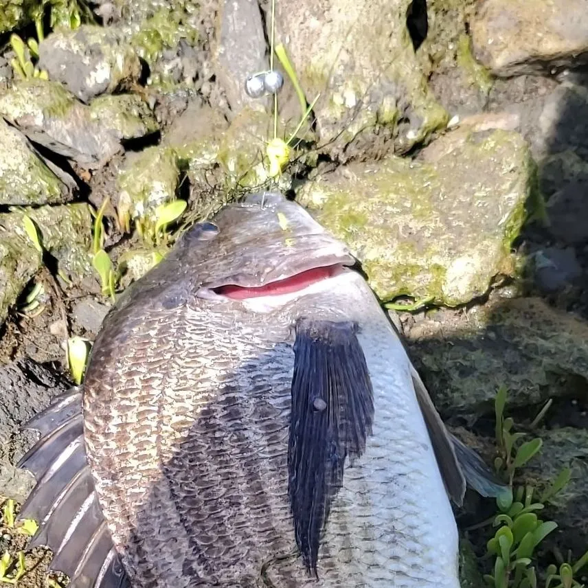 The most popular recent Pacific seabream catch on Fishbrain