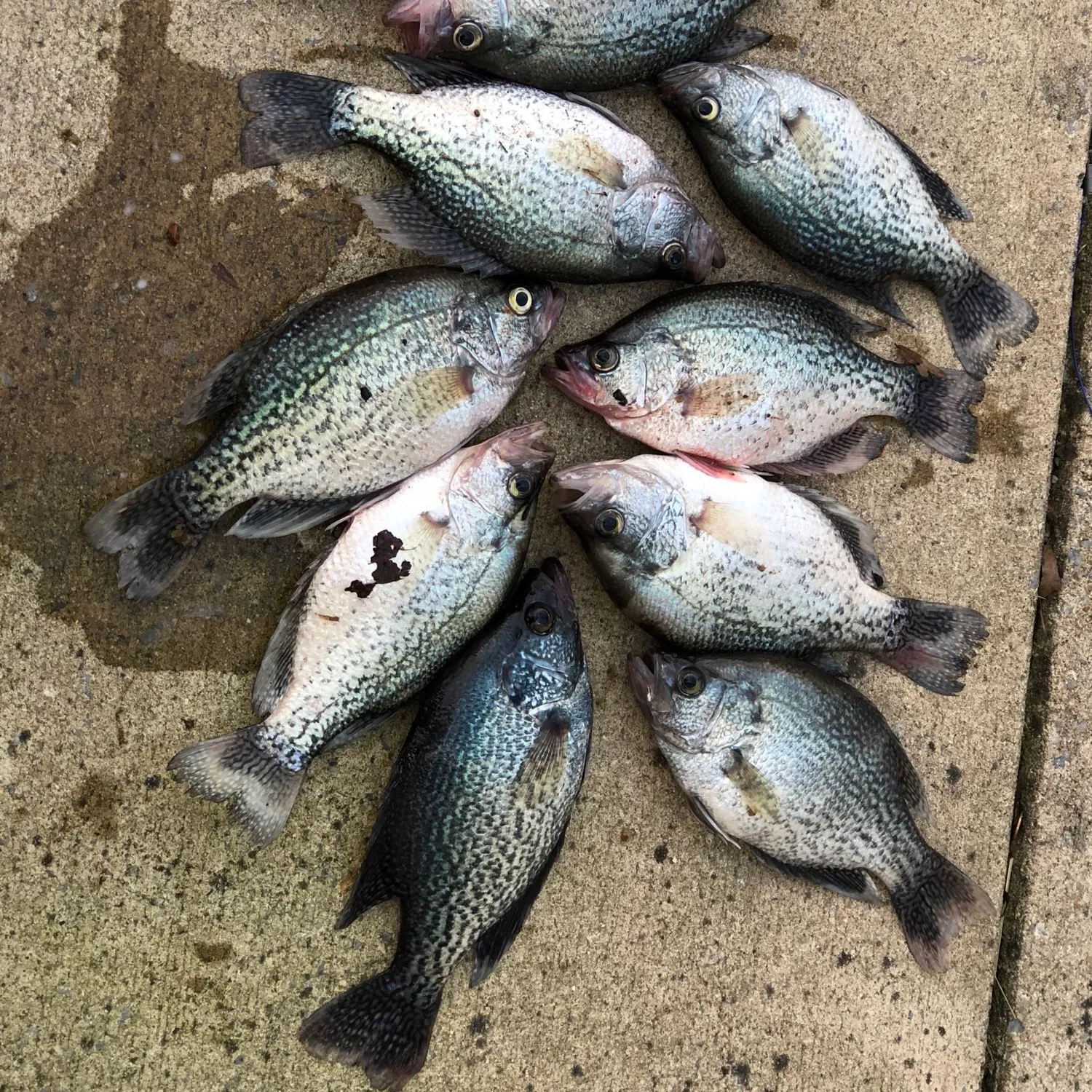 recently logged catches