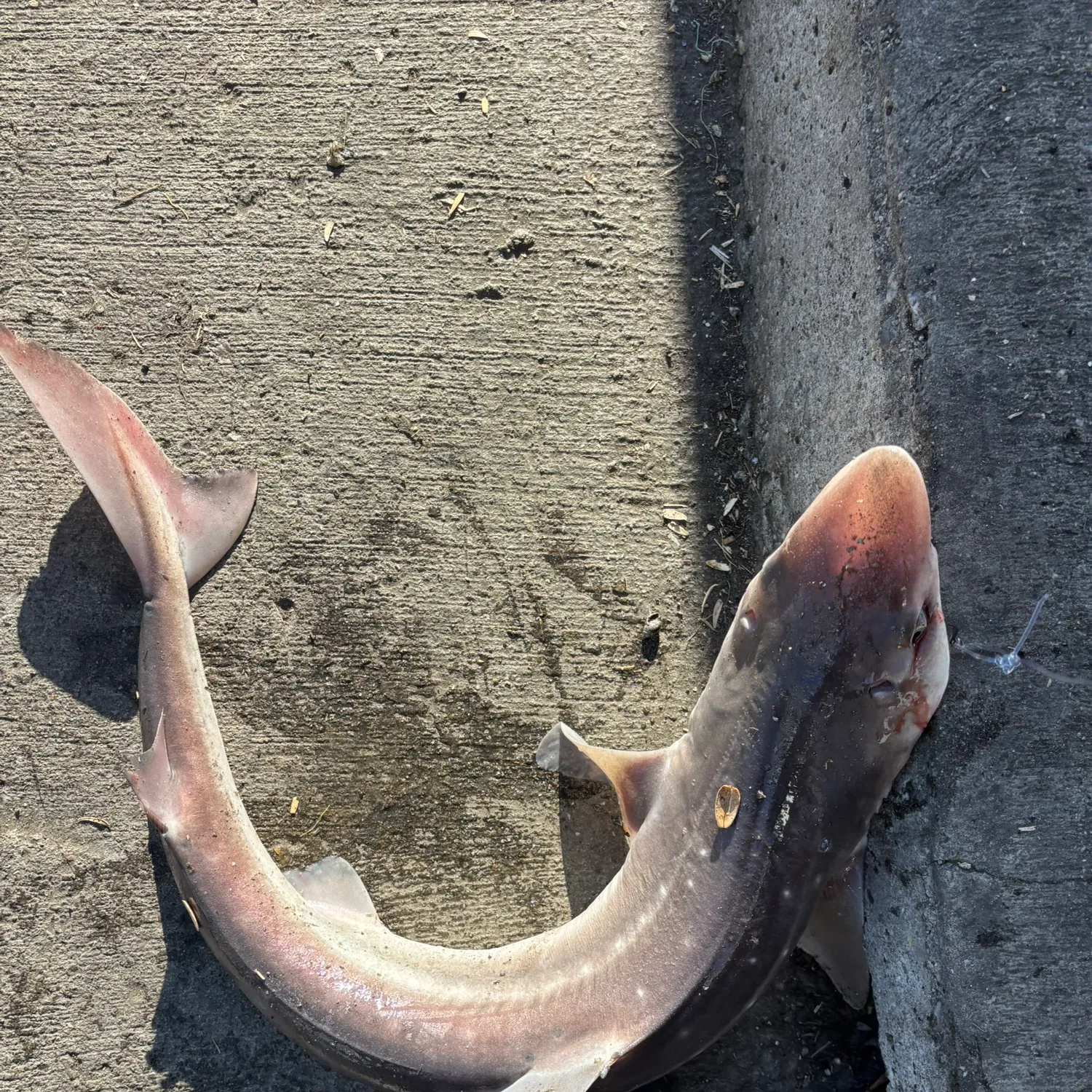 The most popular recent Bluntnose sixgill shark catch on Fishbrain