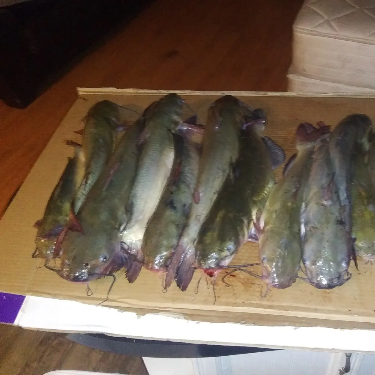 recently logged catches