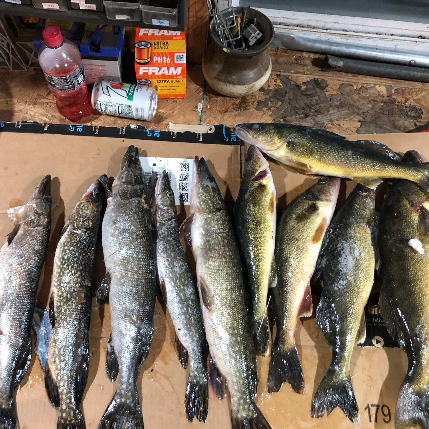 recently logged catches