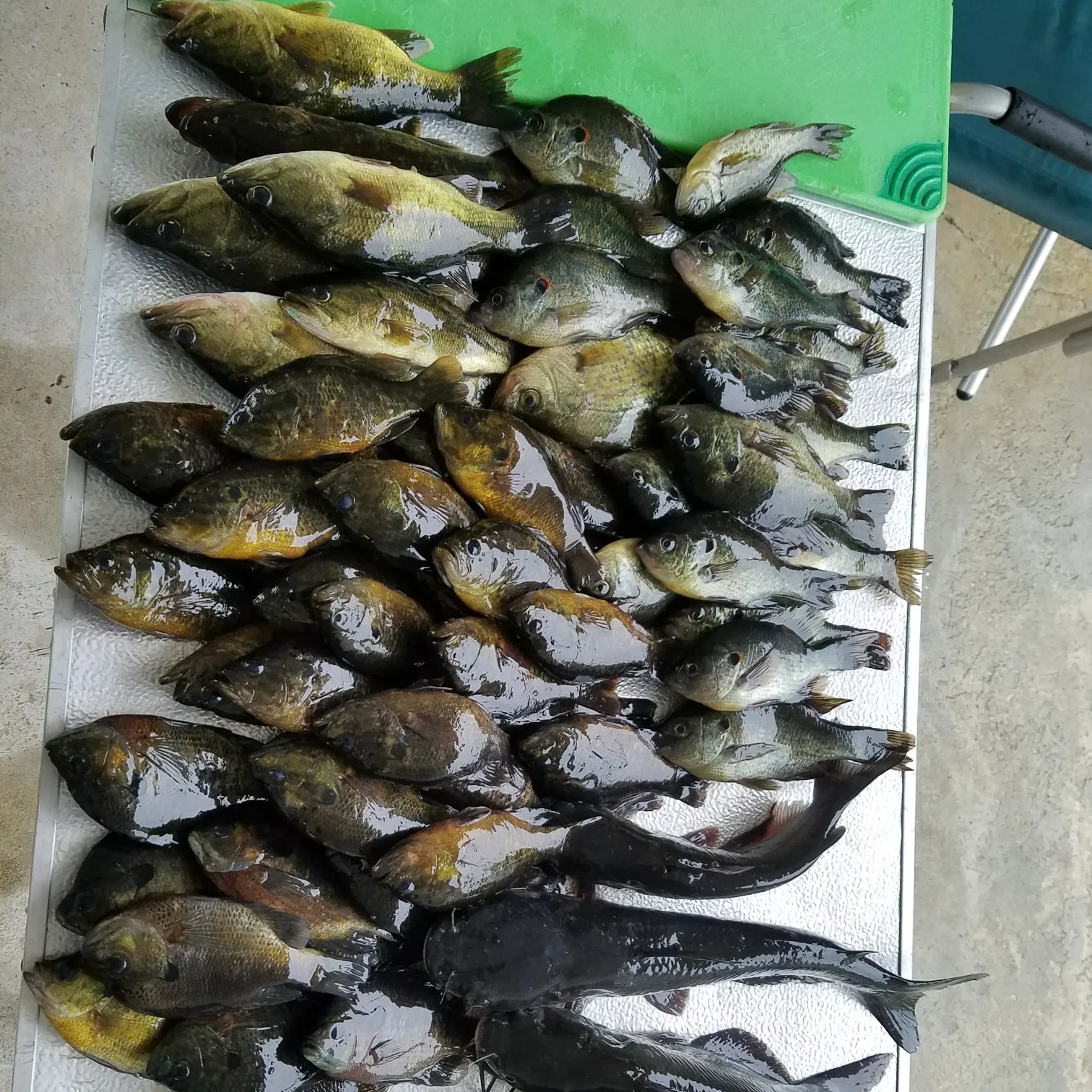 recently logged catches