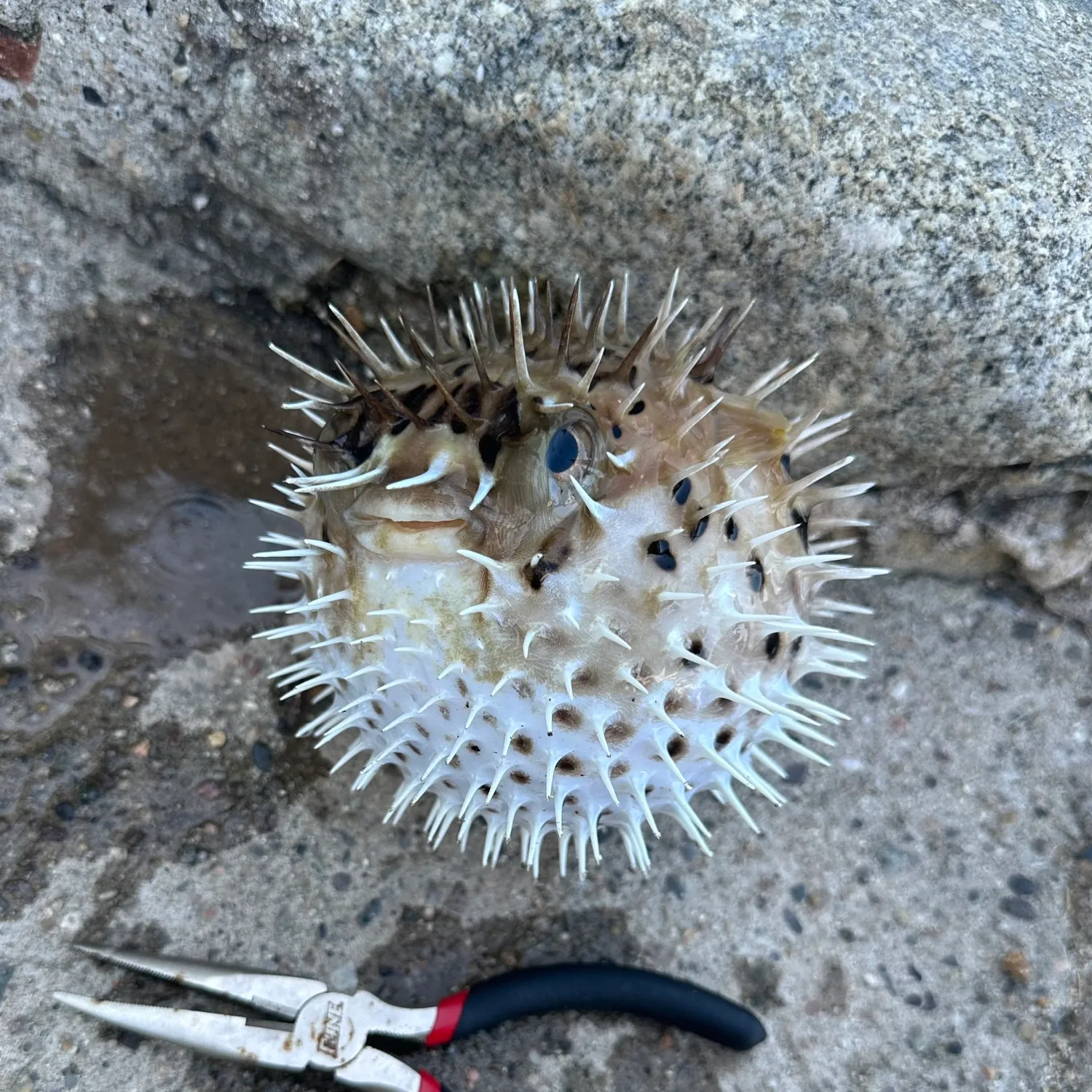 The most popular recent Longspined porcupinefish catch on Fishbrain