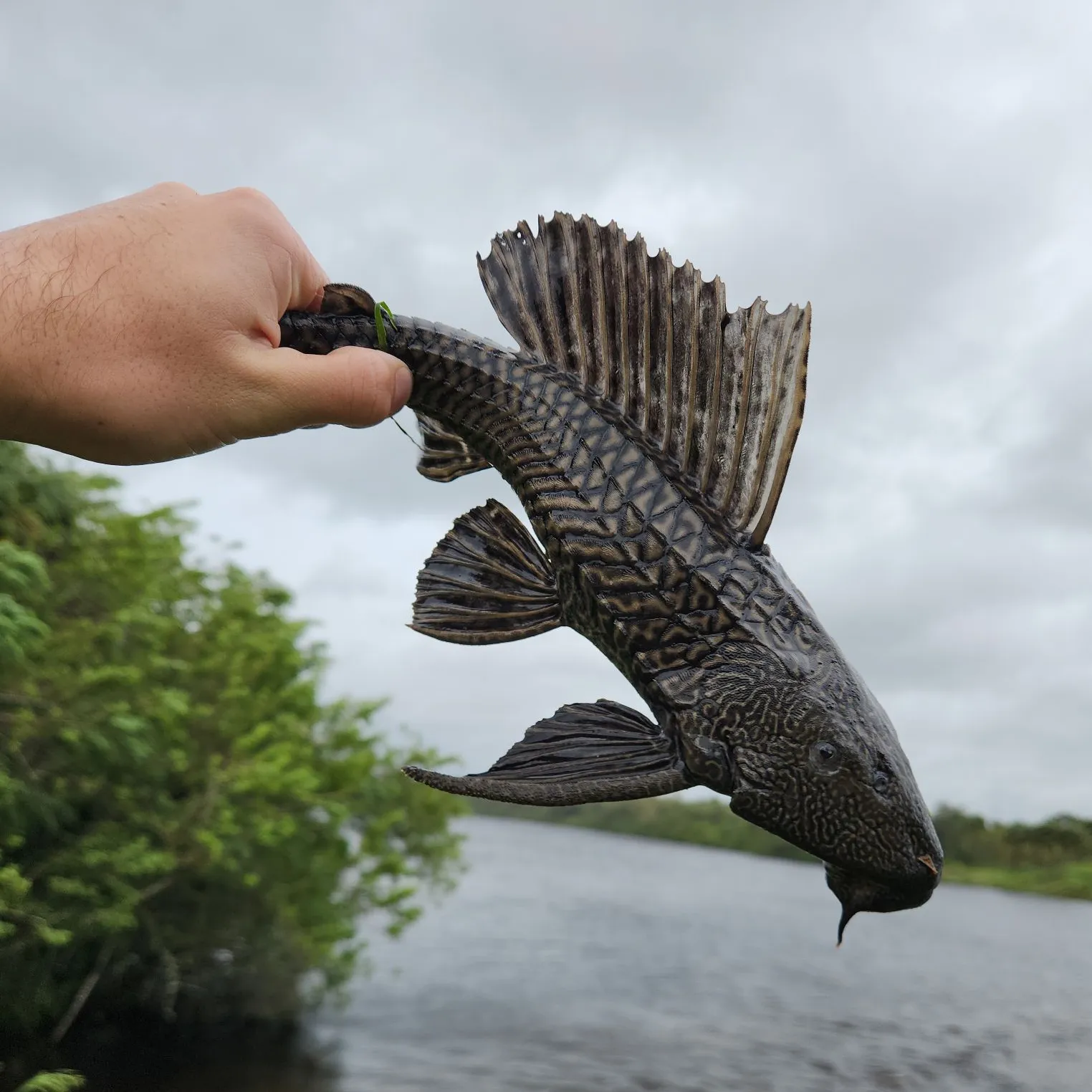 The most popular recent Vermiculated sailfin catfish catch on Fishbrain