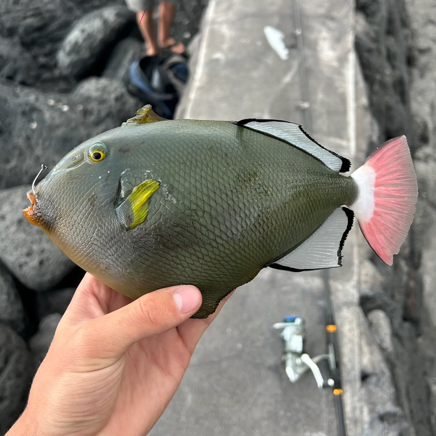 The most popular recent Pinktail triggerfish catch on Fishbrain