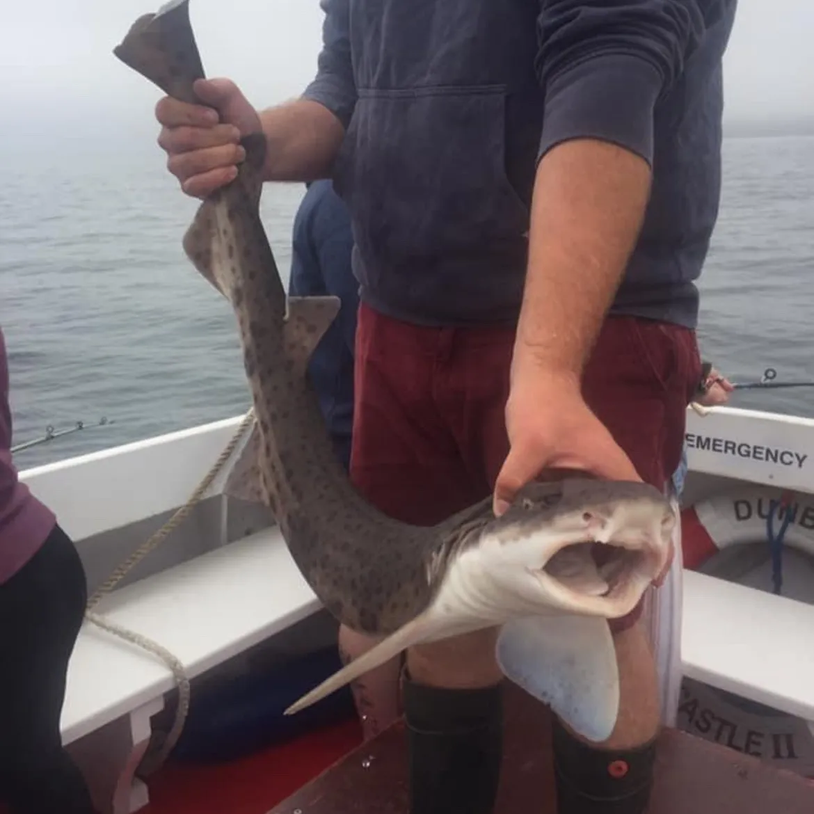 The most popular recent Nursehound catch on Fishbrain