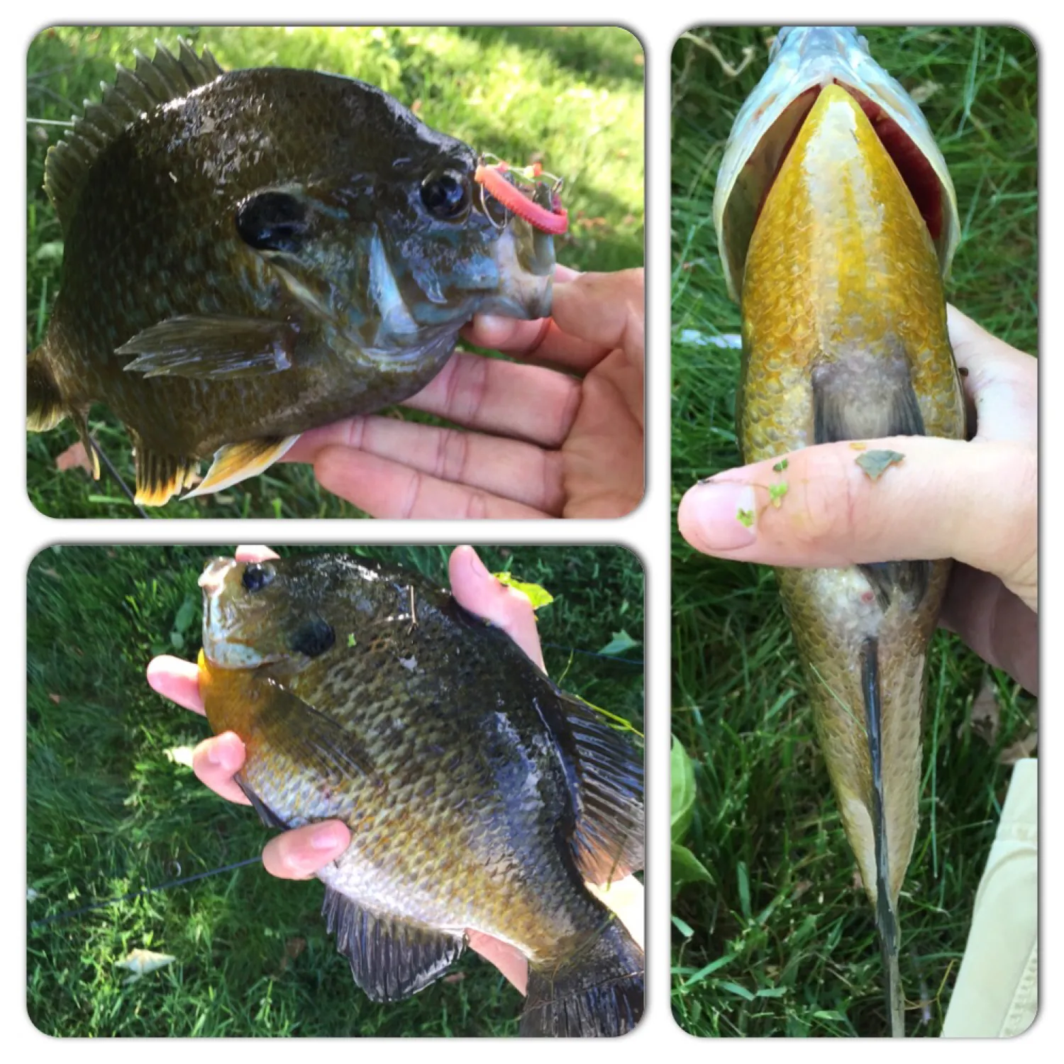 recently logged catches