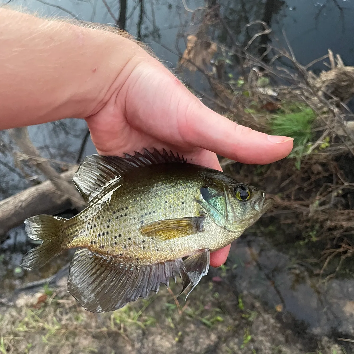 The most popular recent Flier bream catch on Fishbrain