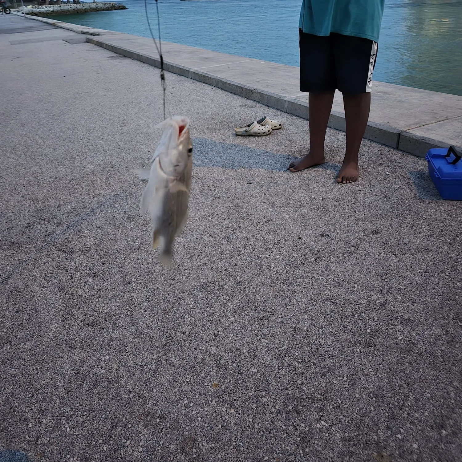 The most popular recent Bluestriped grunt catch on Fishbrain