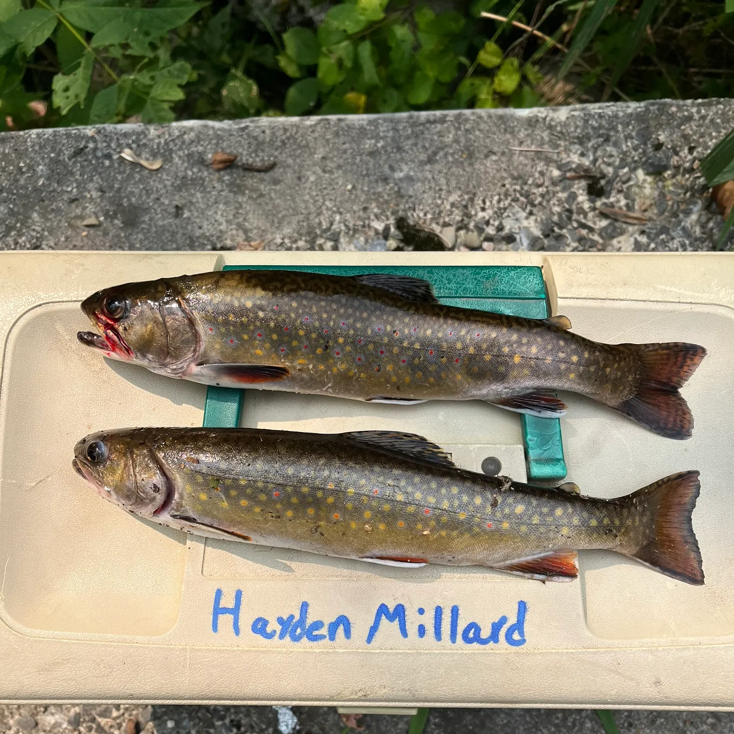 recently logged catches