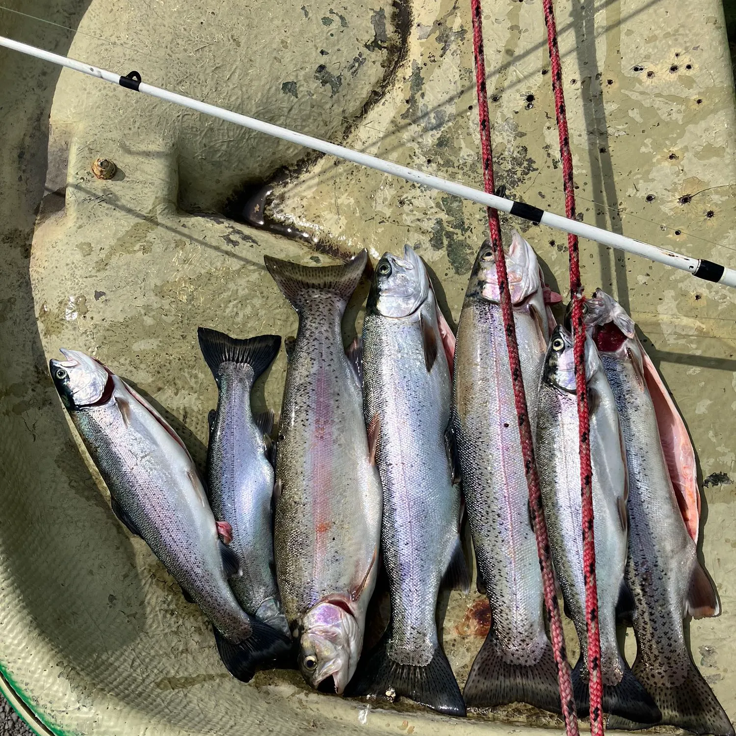 recently logged catches