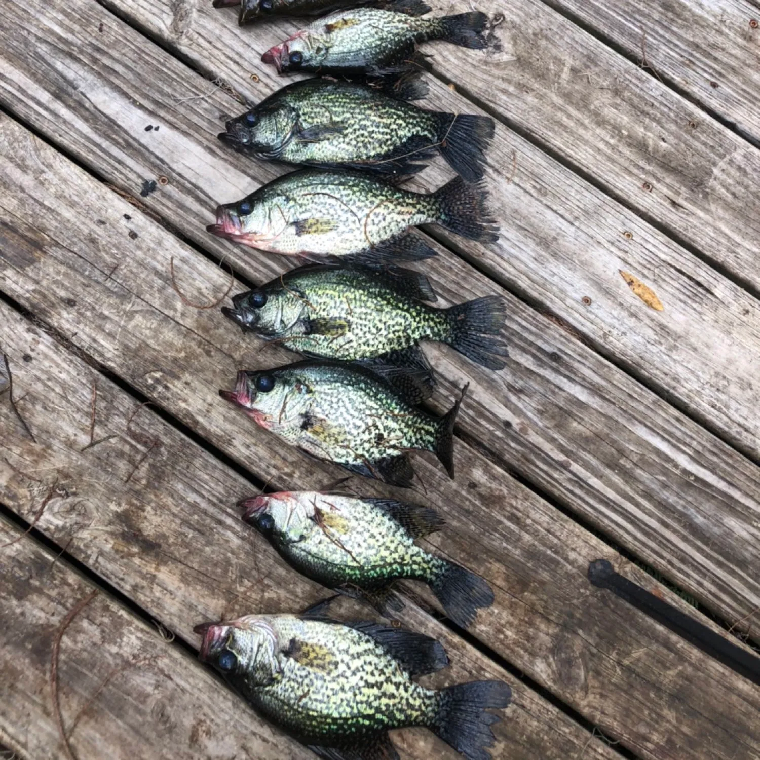 recently logged catches