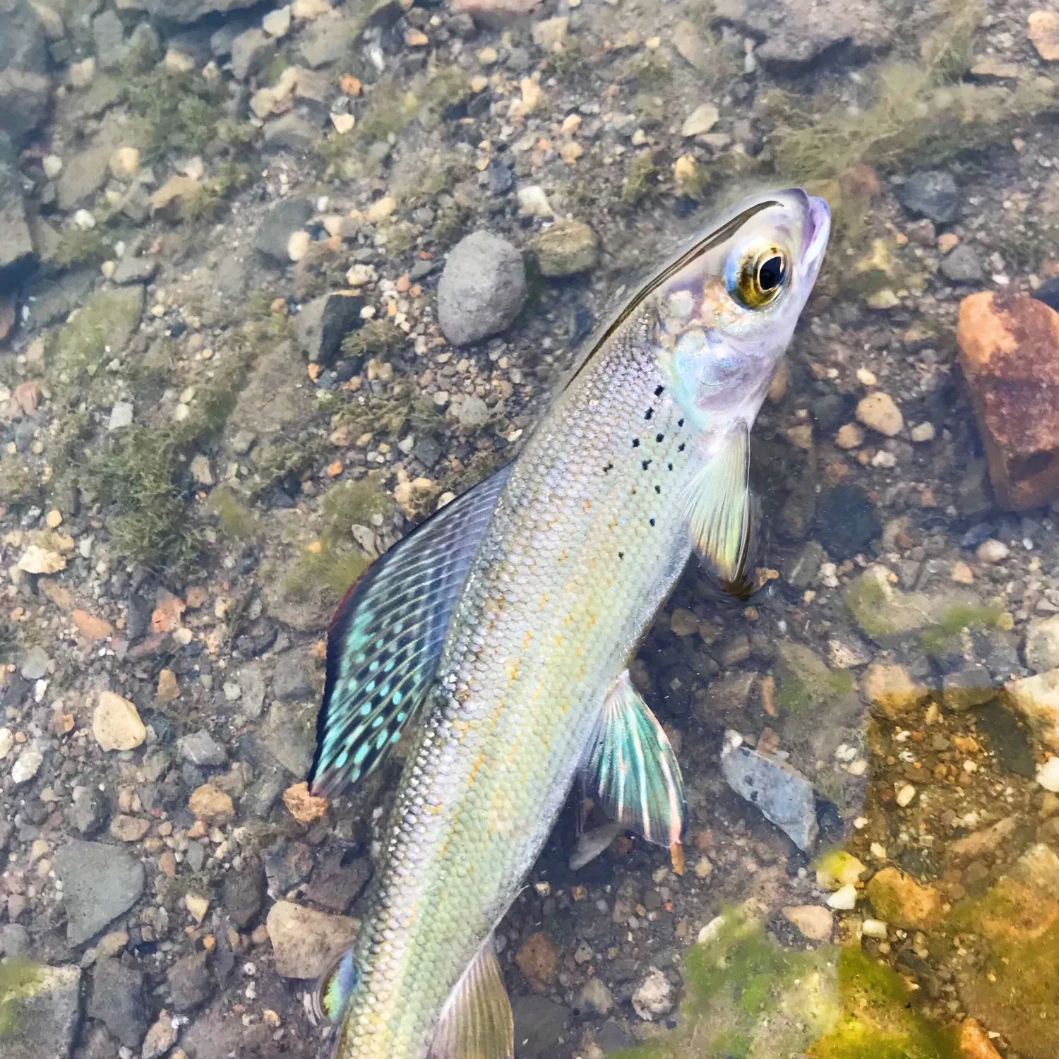 The most popular recent Arctic grayling catch on Fishbrain