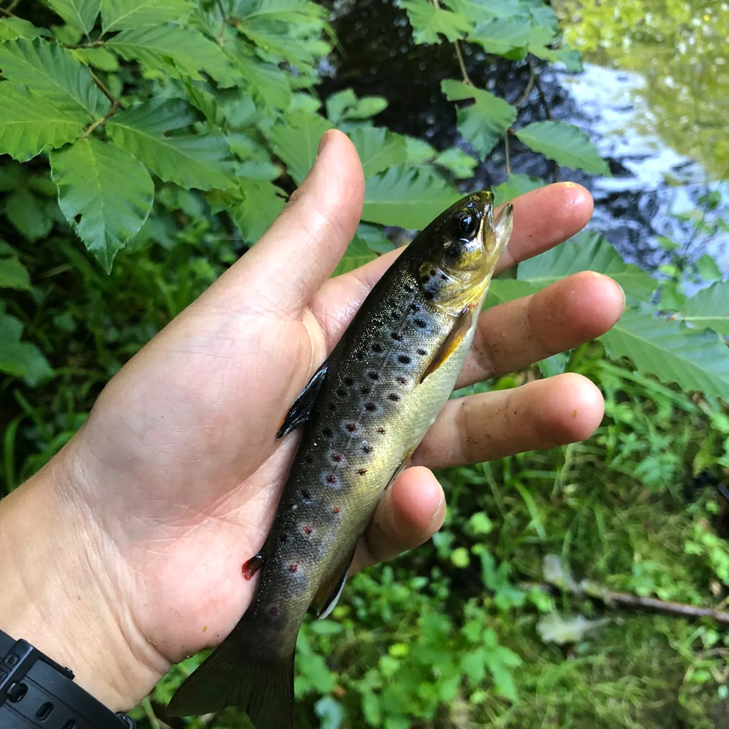 recently logged catches