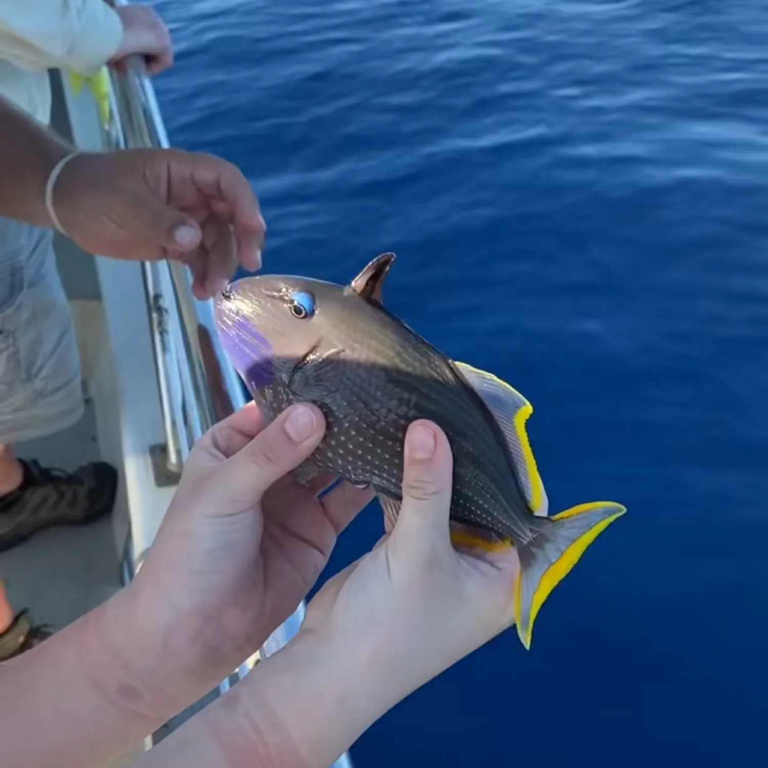 The most popular recent Black triggerfish catch on Fishbrain