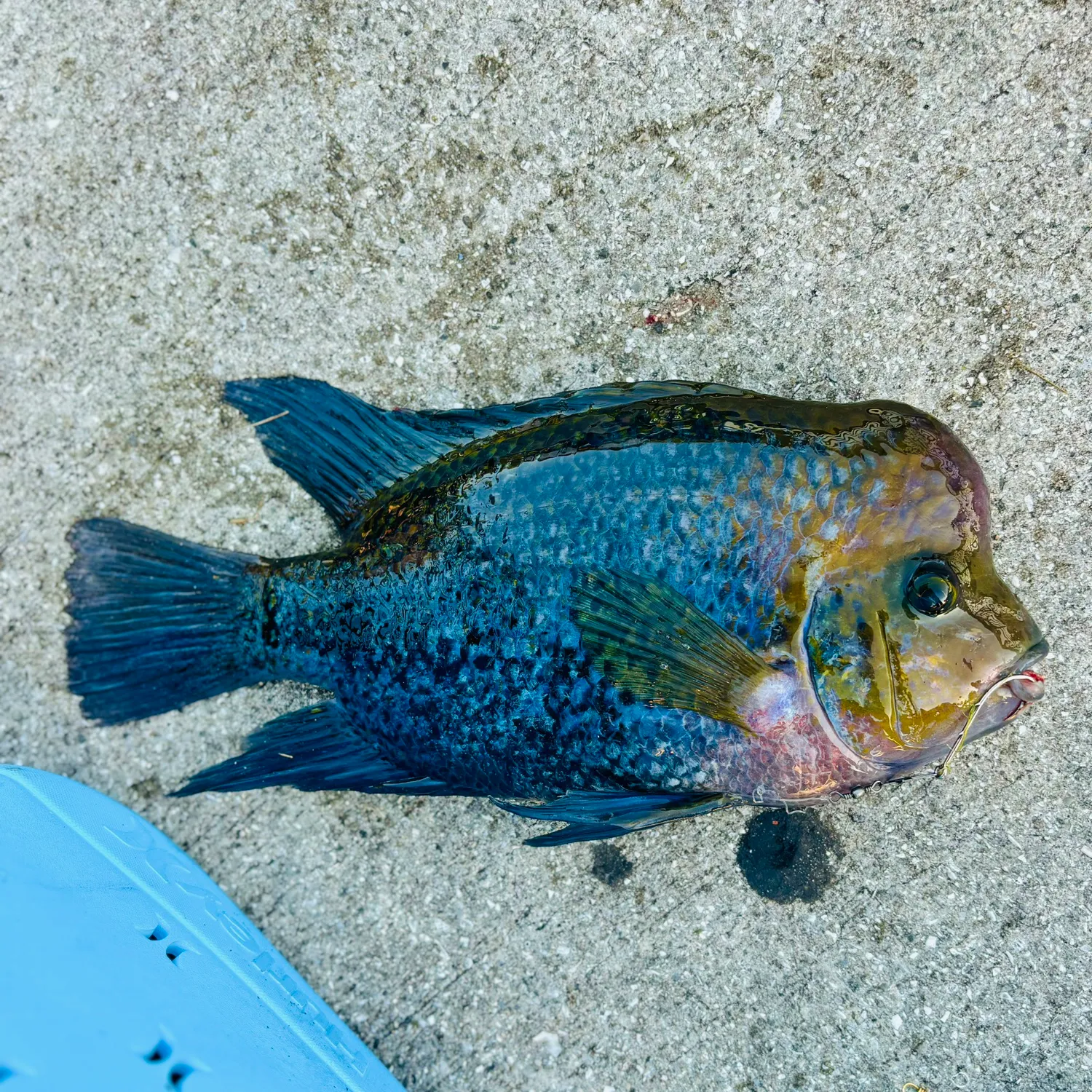 The most popular recent Redhead cichlid catch on Fishbrain