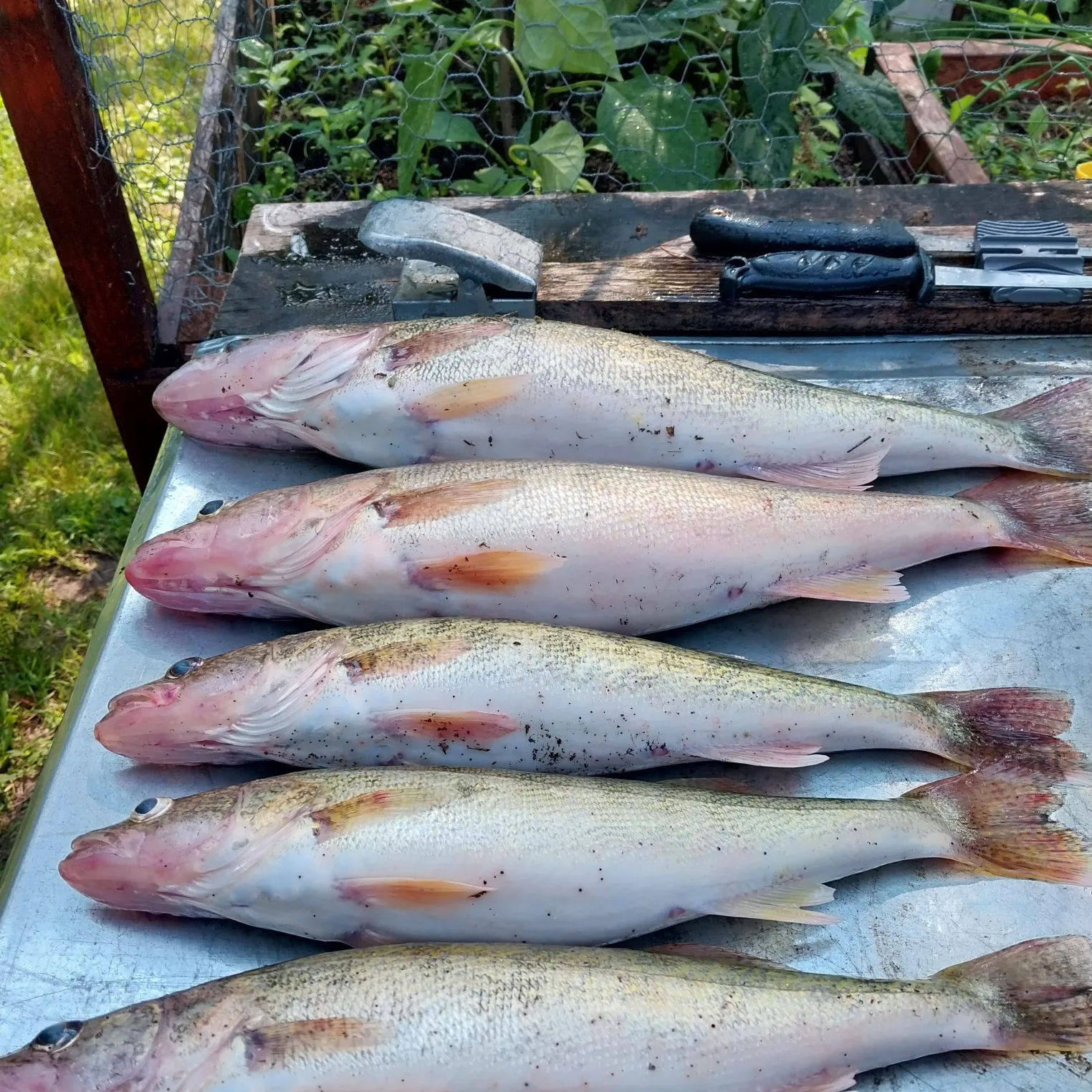 recently logged catches