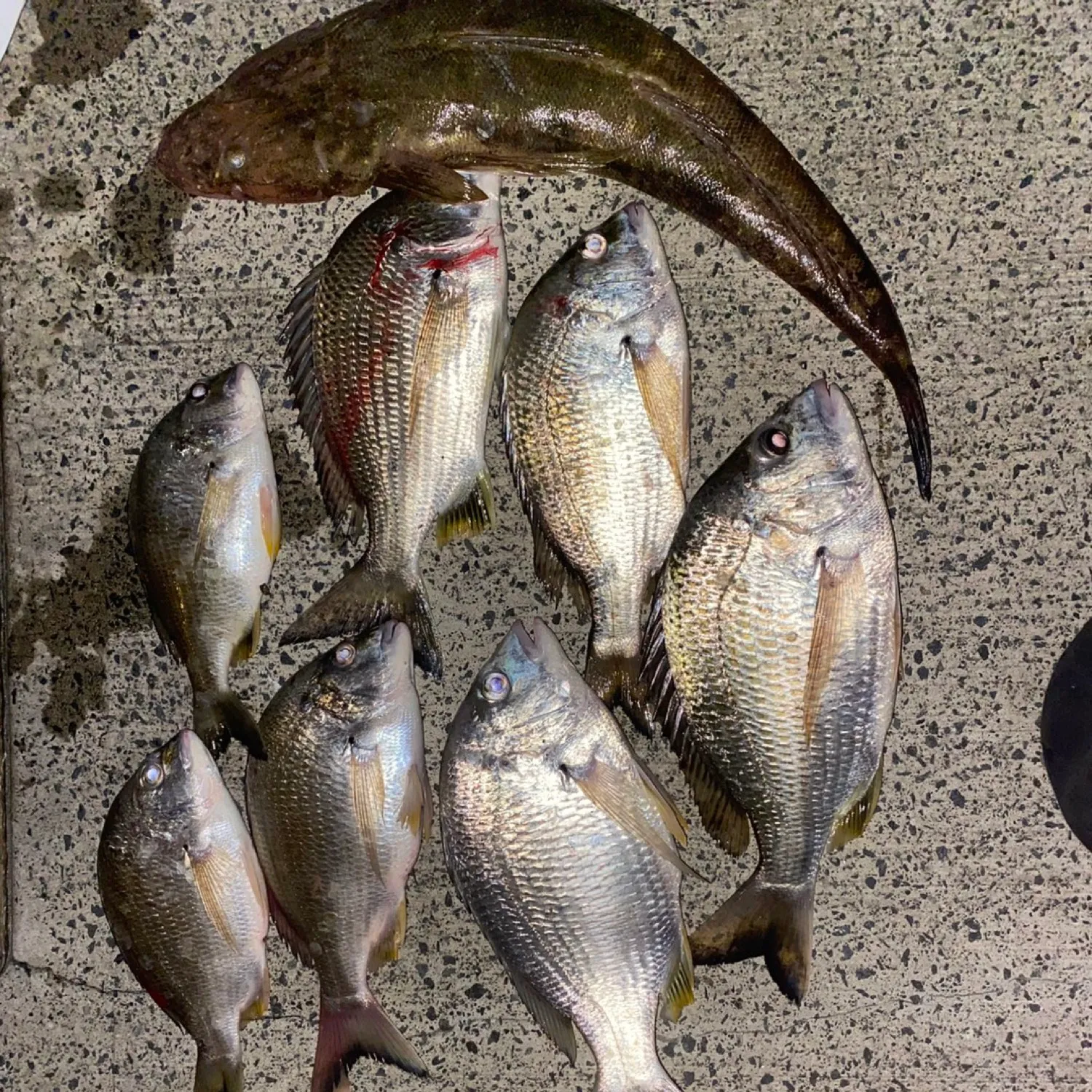 recently logged catches