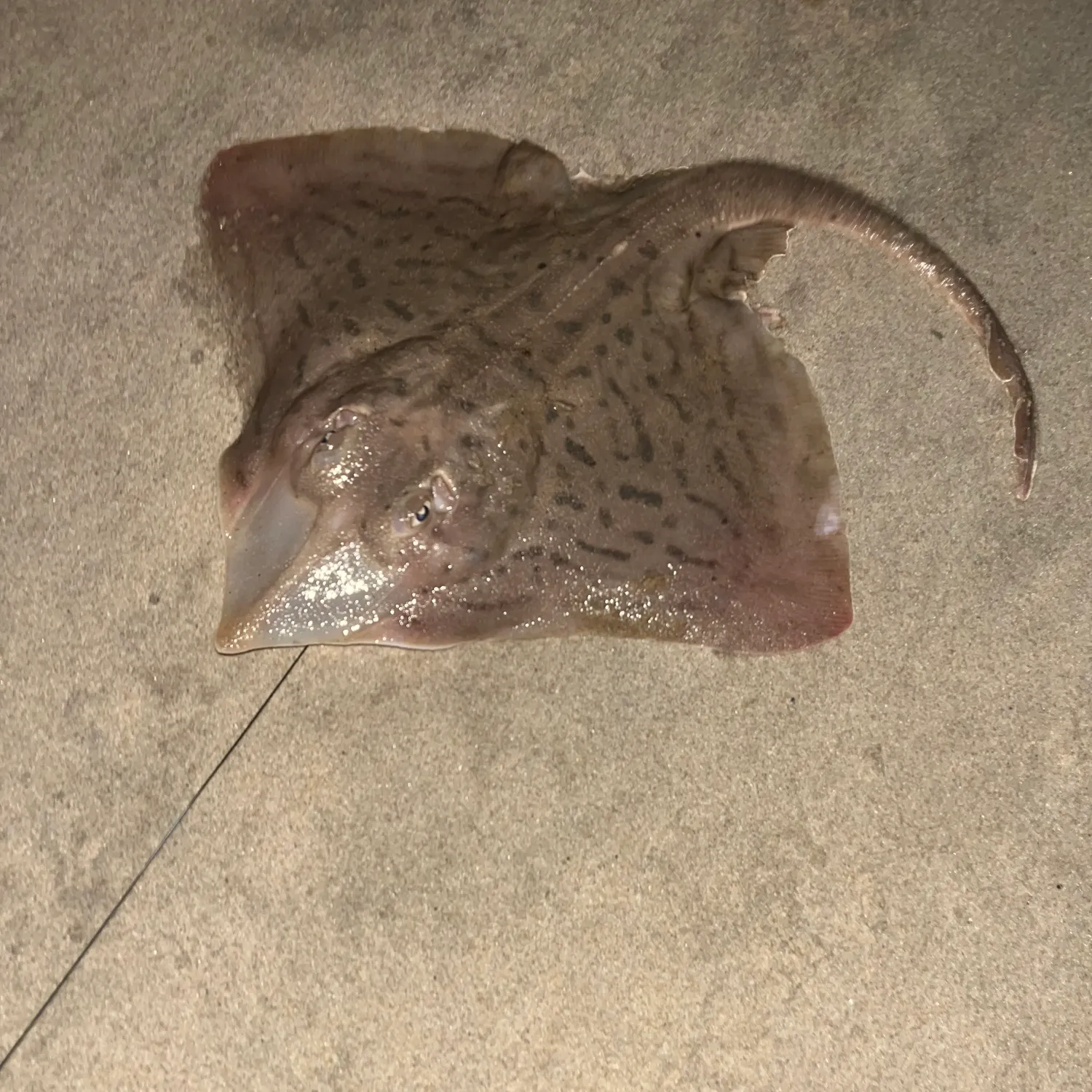 The most popular recent Clearnose skate catch on Fishbrain