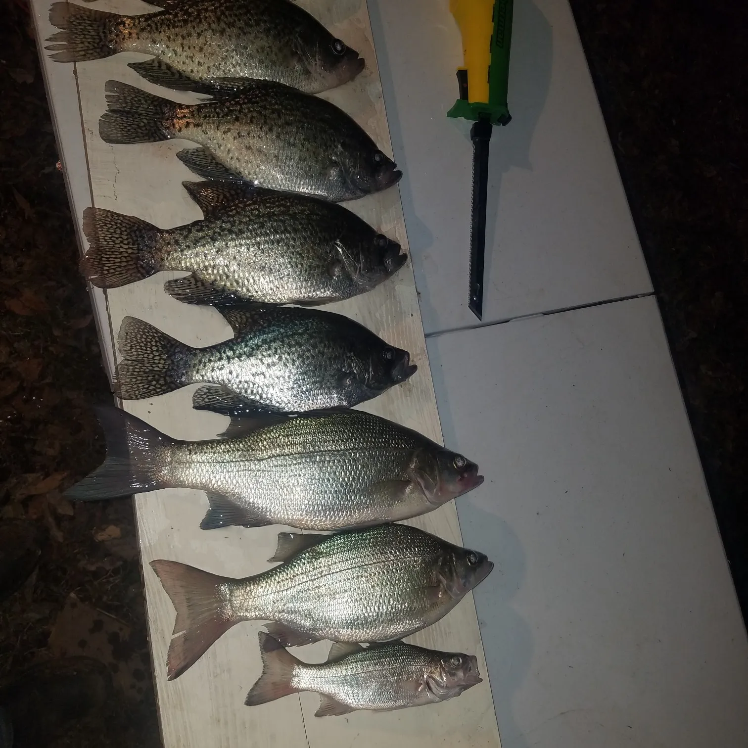 recently logged catches