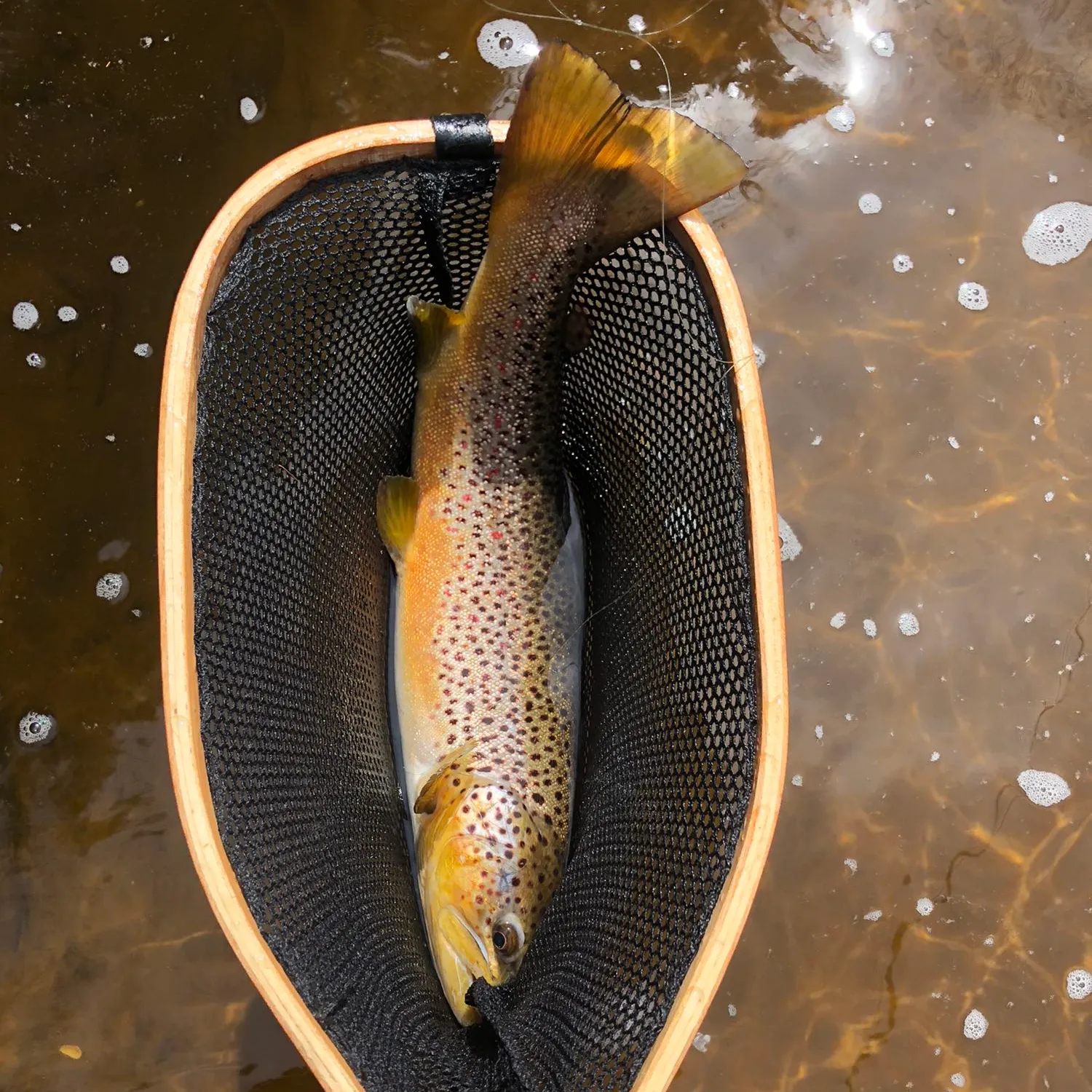 ᐅ South Branch Embarrass River fishing reports🎣• Weston, WI (United