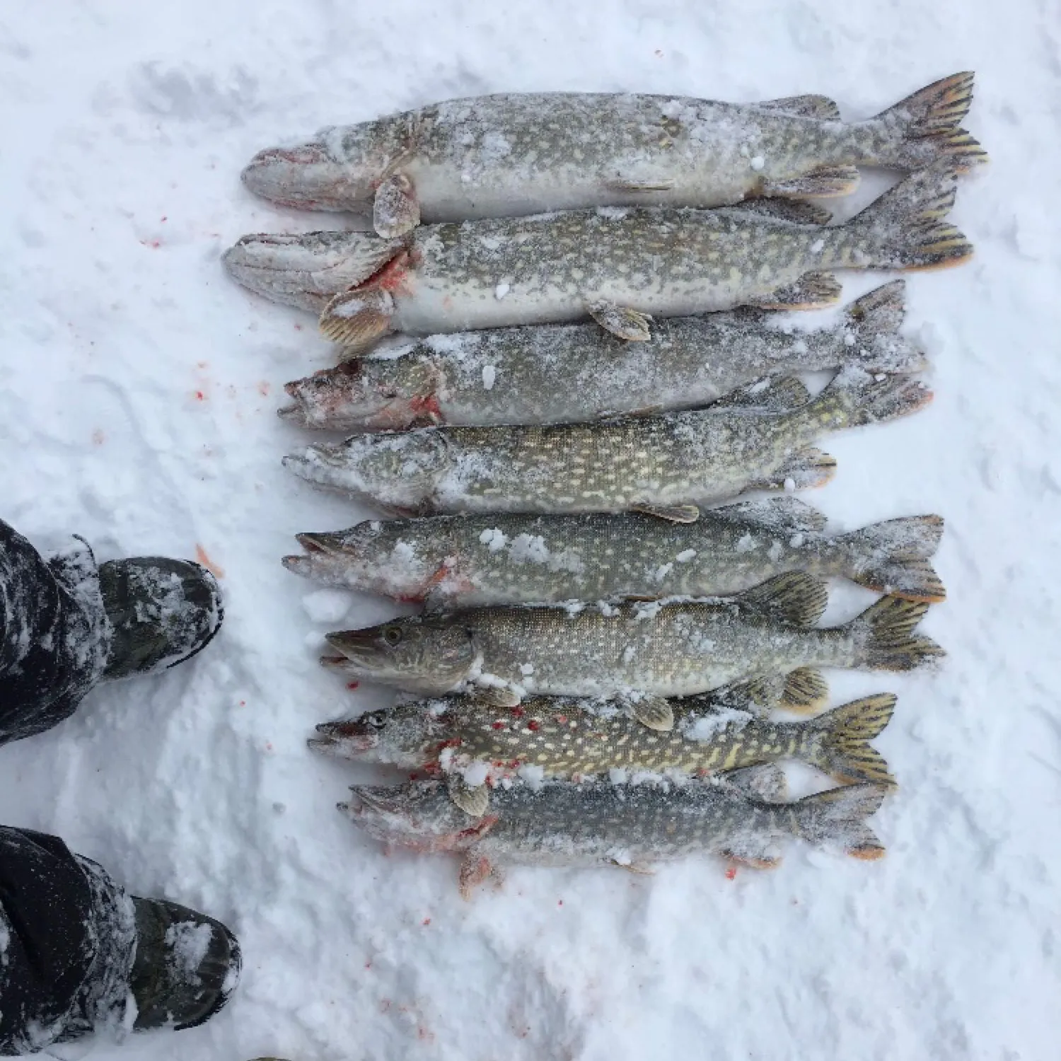 recently logged catches