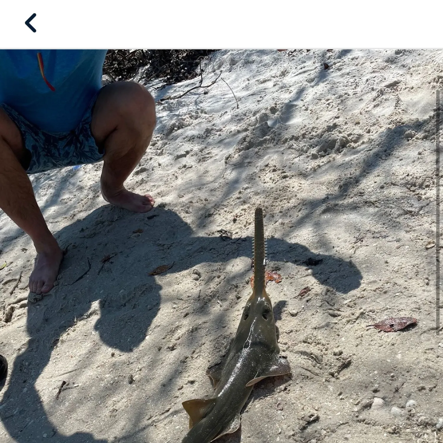 The most popular recent Smalltooth sawfish catch on Fishbrain