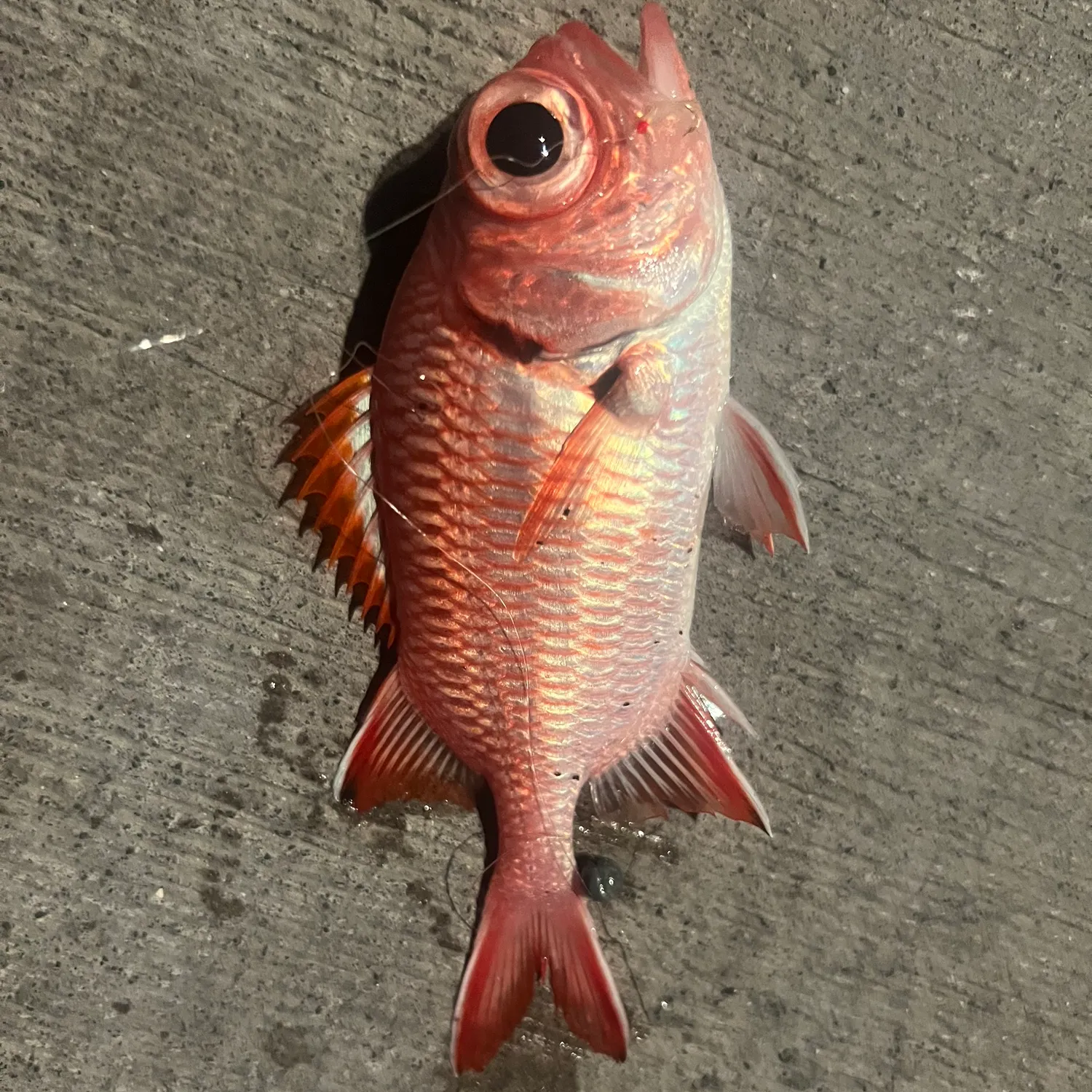 The most popular recent Brick soldierfish catch on Fishbrain