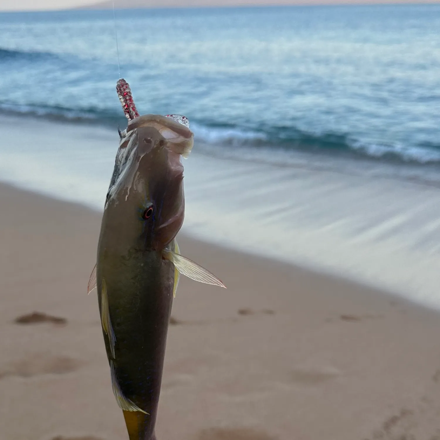 The most popular recent Goldsaddle goatfish catch on Fishbrain