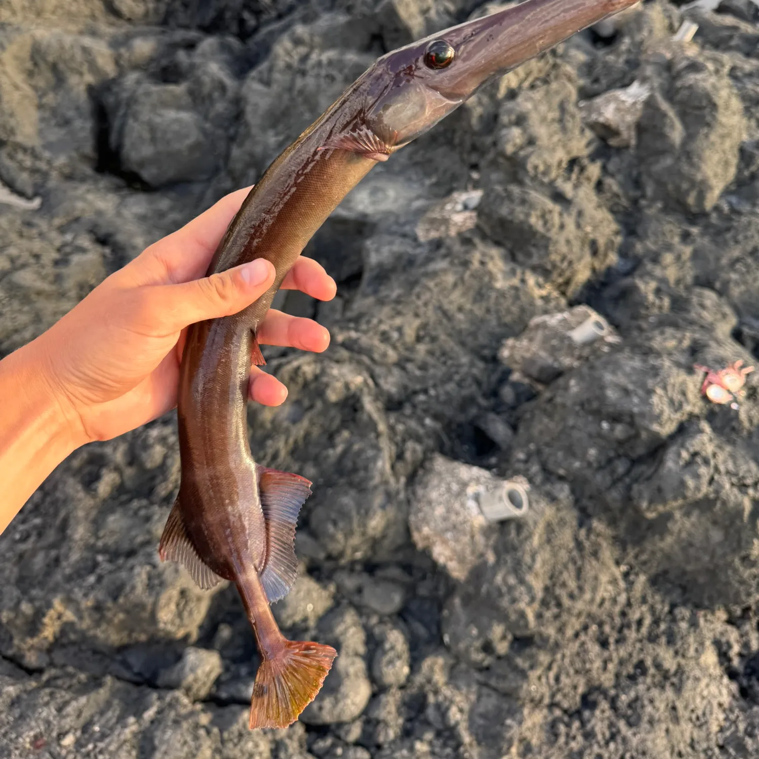 The most popular recent Chinese trumpetfish catch on Fishbrain