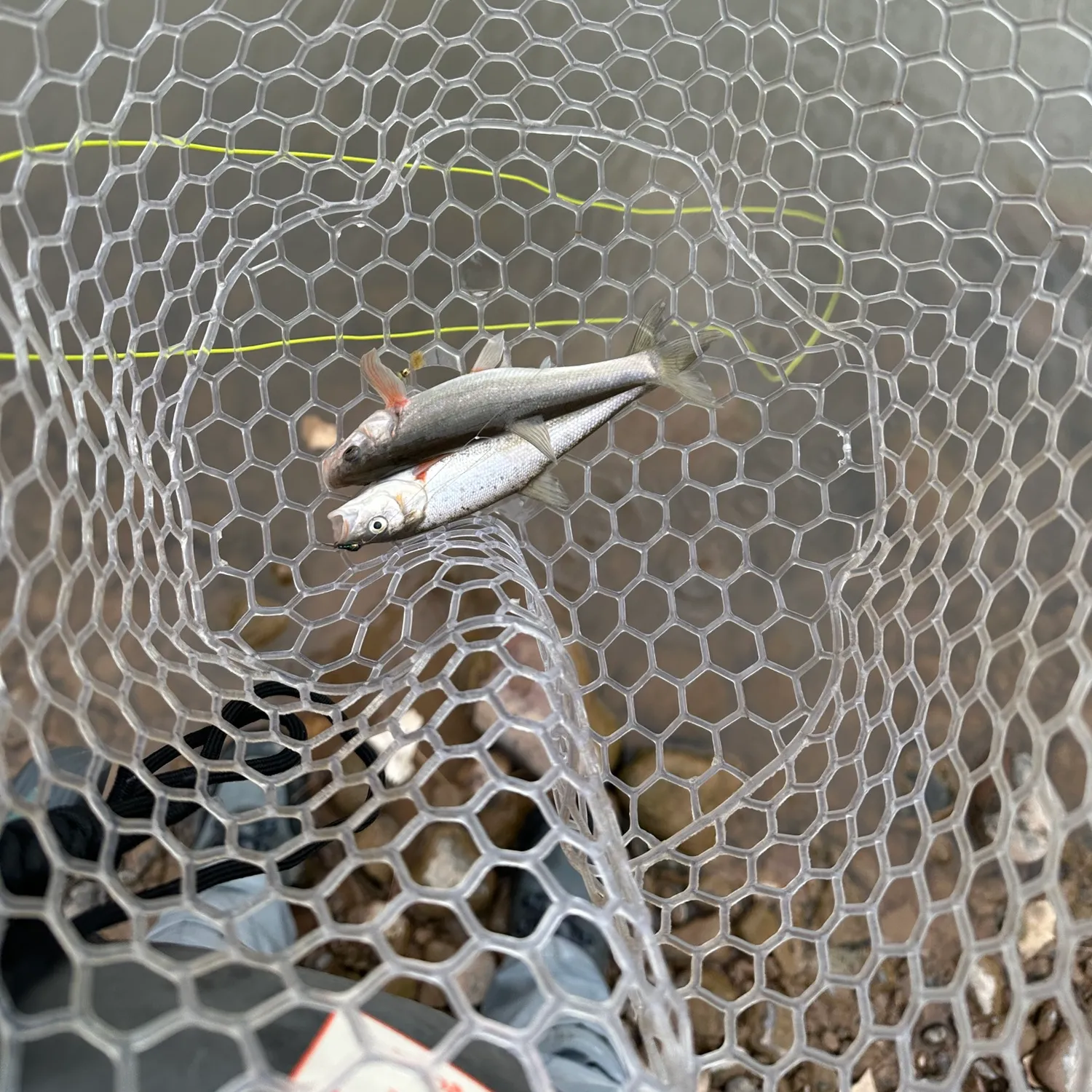 The most popular recent Rio Grande chub catch on Fishbrain