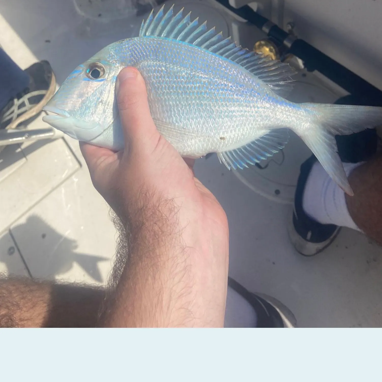 The most popular recent Littlehead Porgy catch on Fishbrain