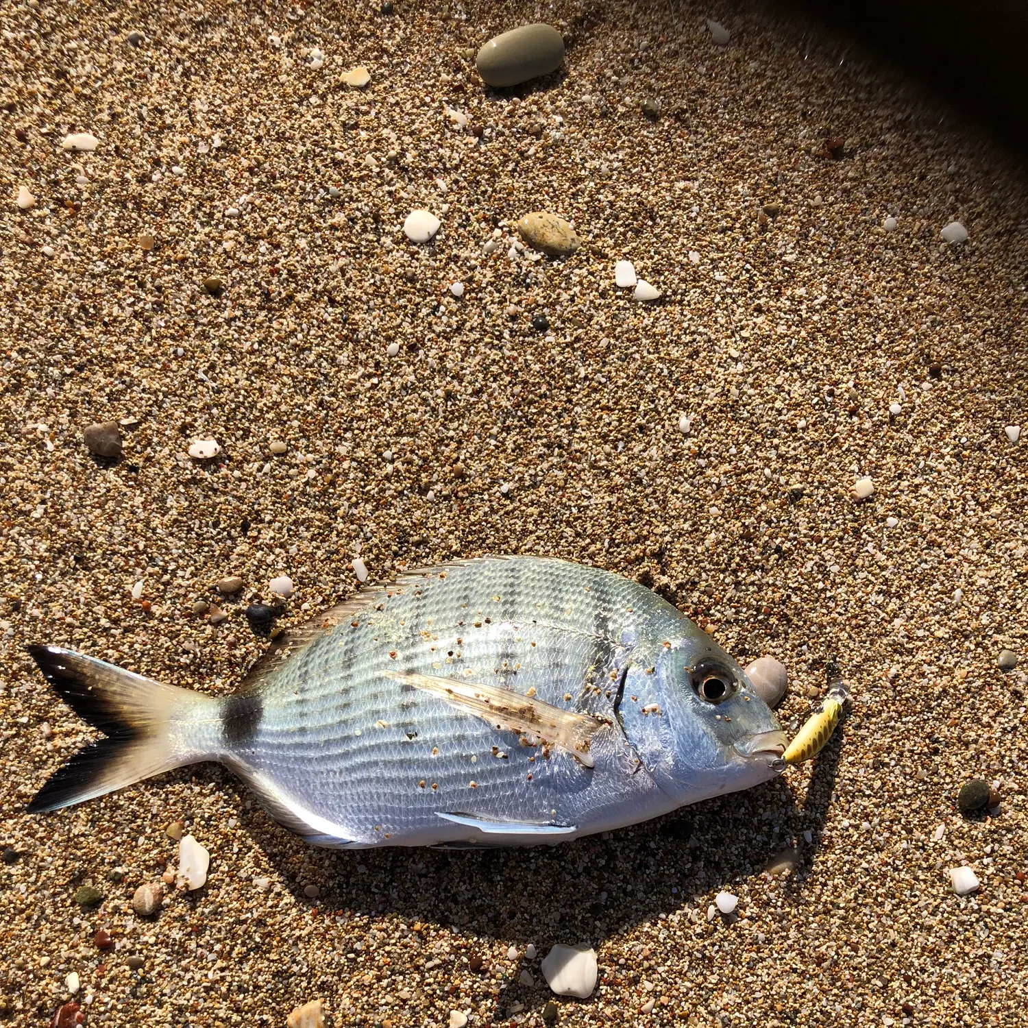 The most popular recent White seabream catch on Fishbrain