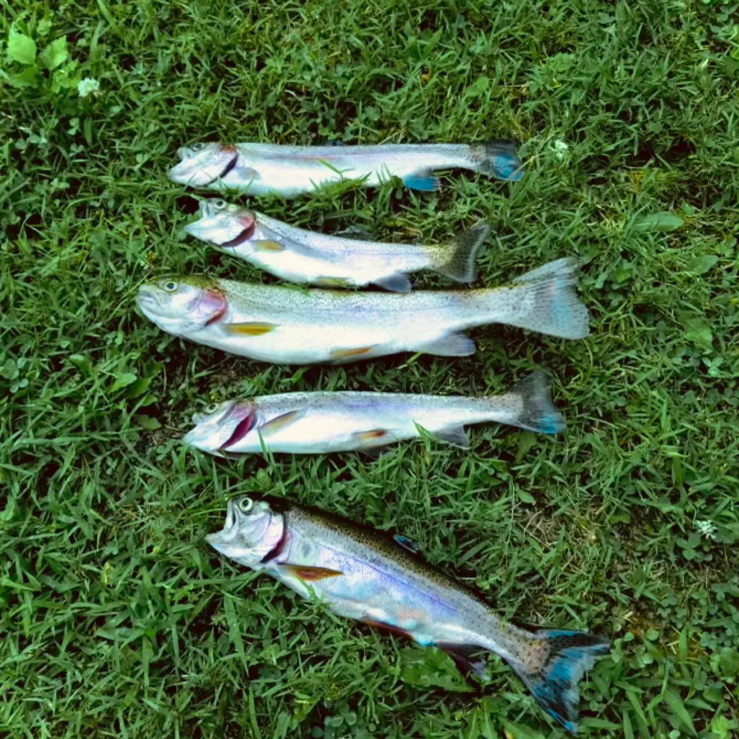 recently logged catches