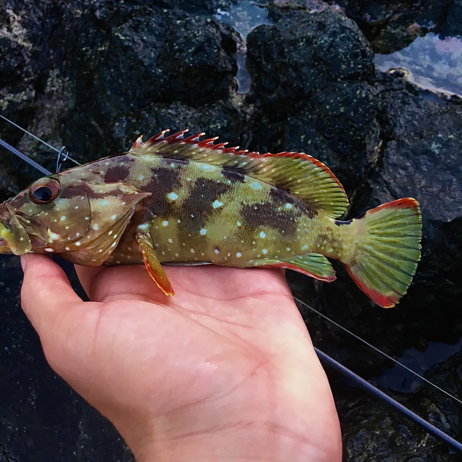 The most popular recent Starry grouper catch on Fishbrain