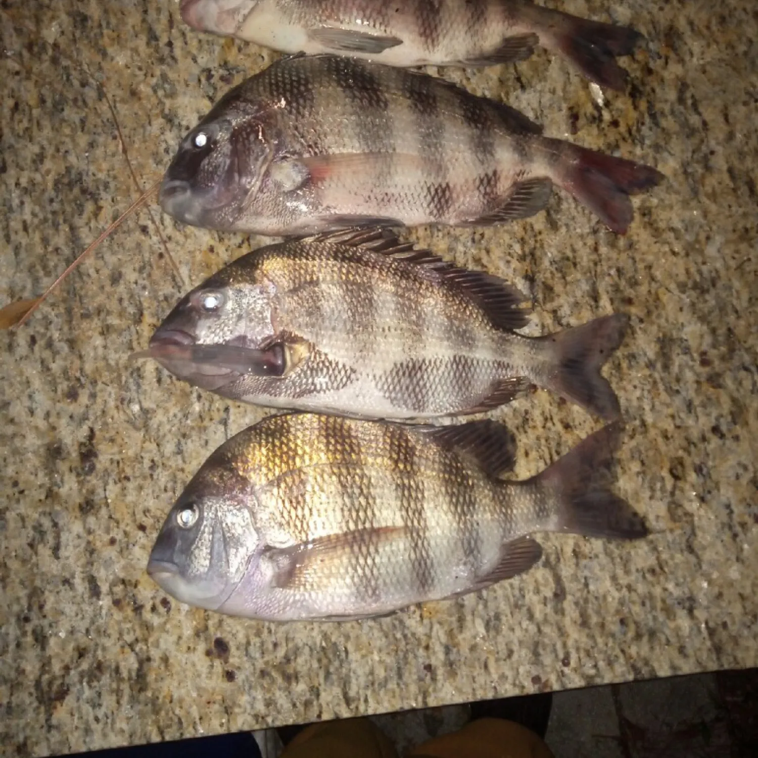 recently logged catches