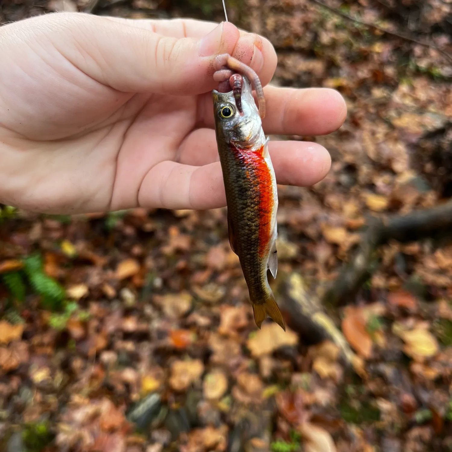 The most popular recent Rosyside dace catch on Fishbrain