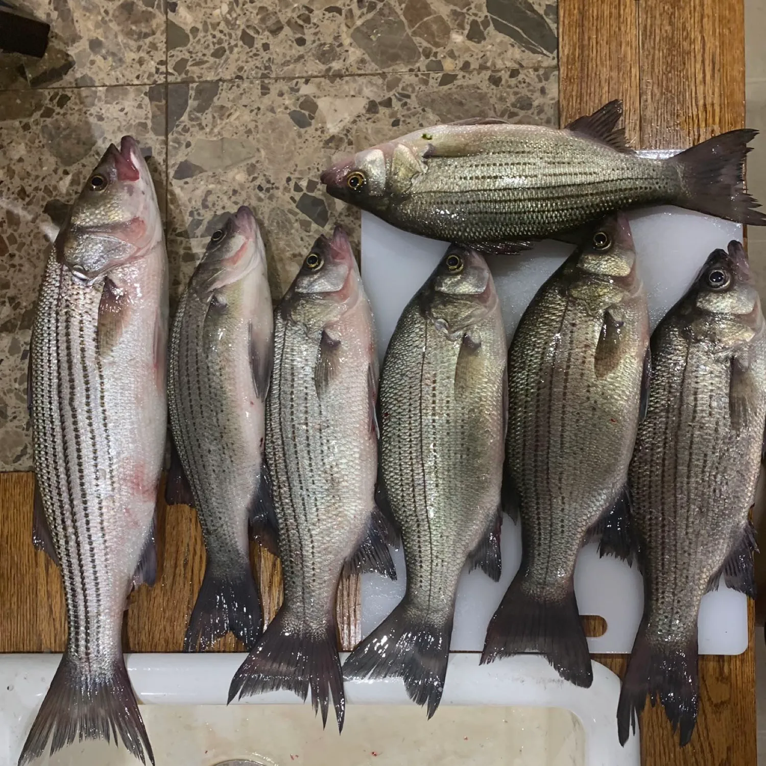 recently logged catches