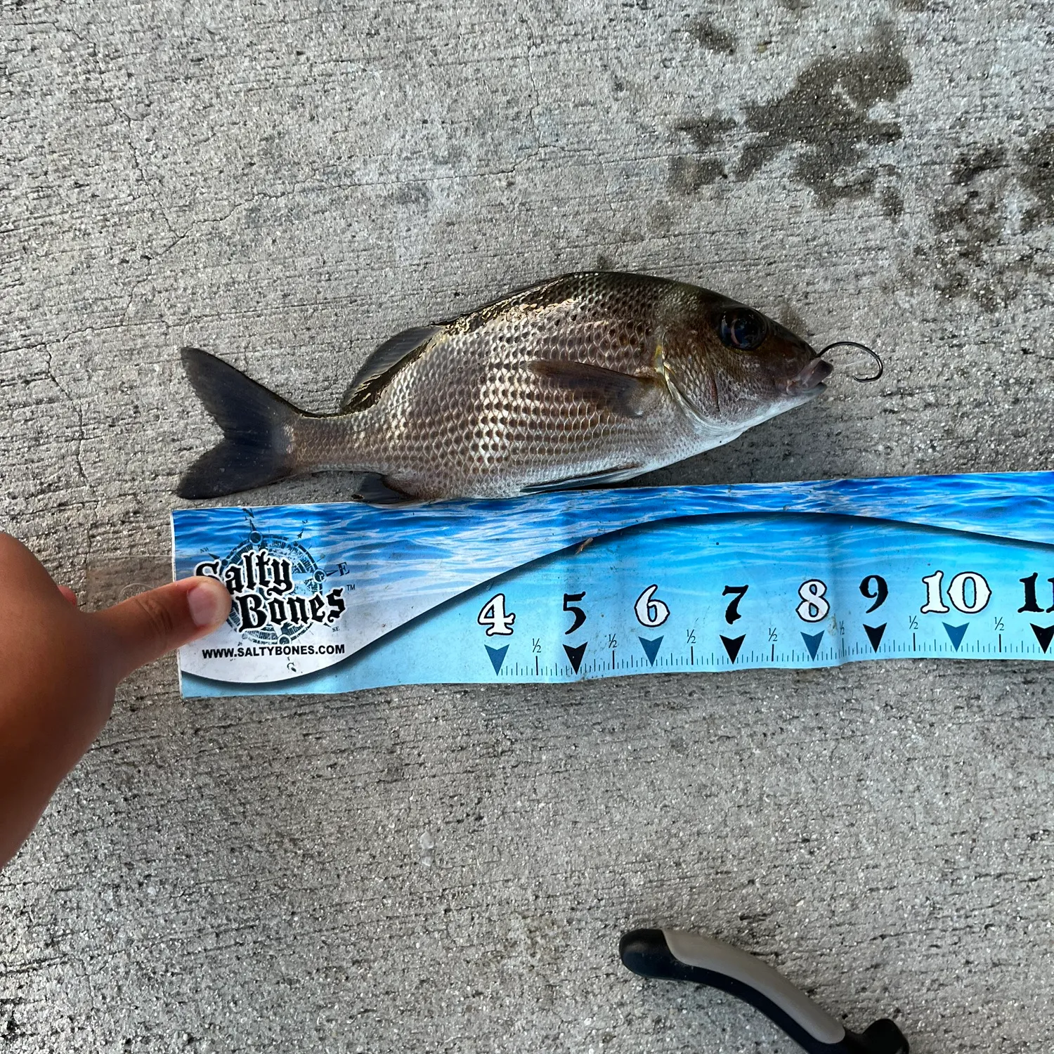 The most popular recent Sailor's choice grunt catch on Fishbrain