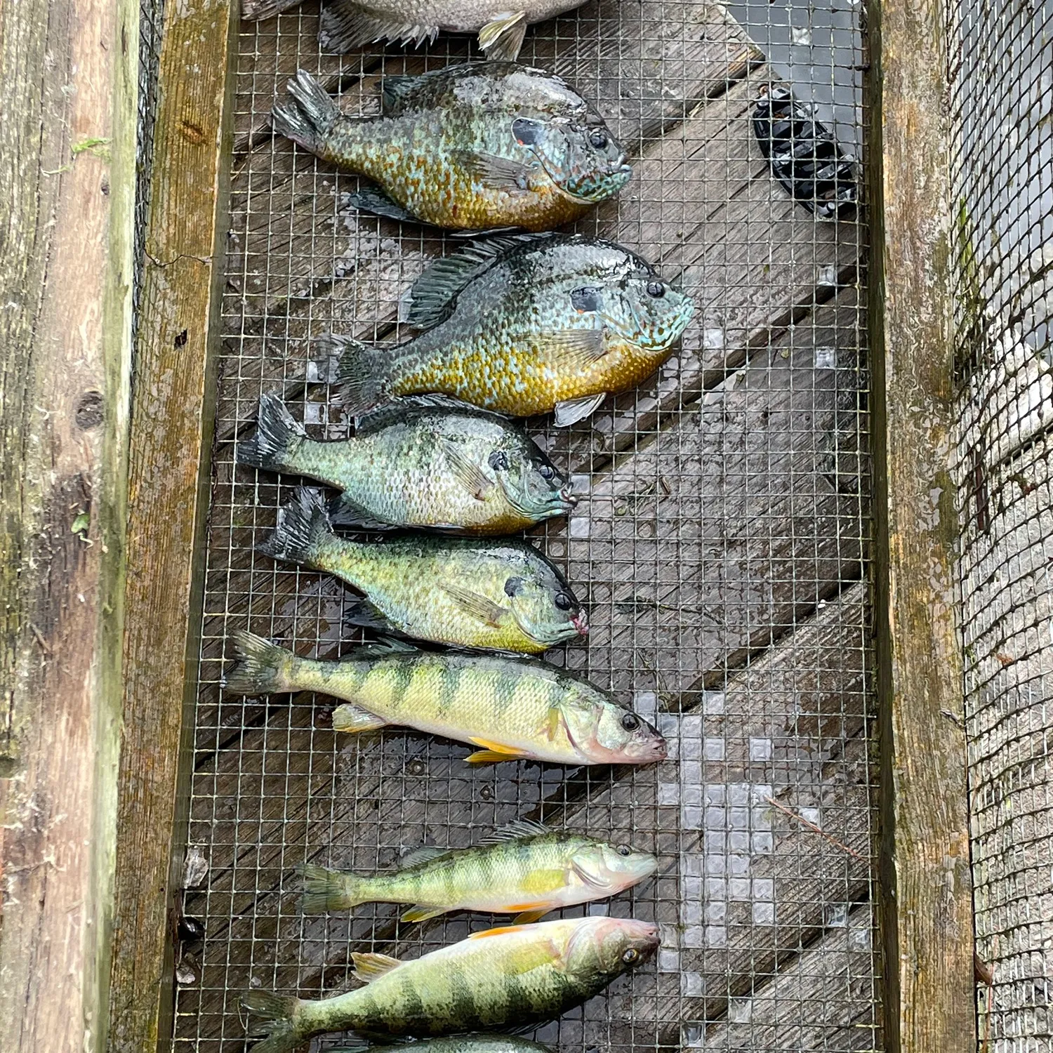 recently logged catches