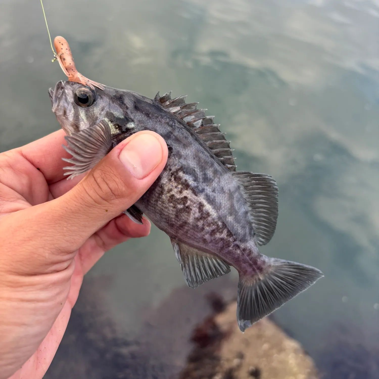 The most popular recent Blue rockfish catch on Fishbrain