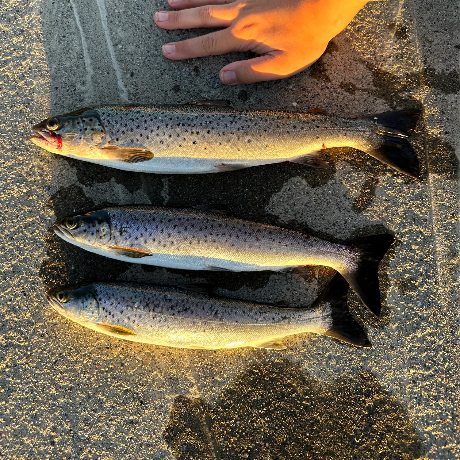 recently logged catches