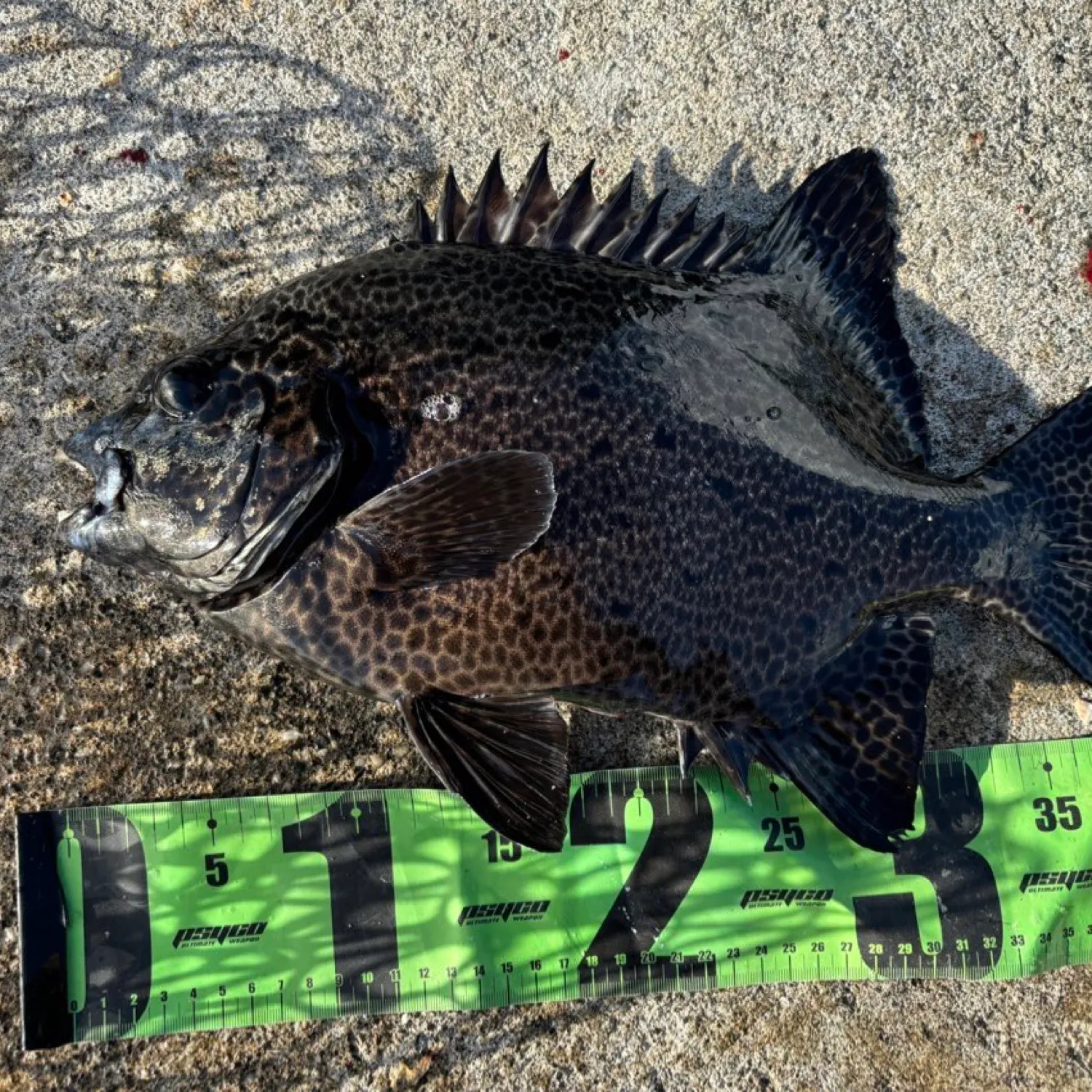 The most popular recent Spotted knifejaw catch on Fishbrain